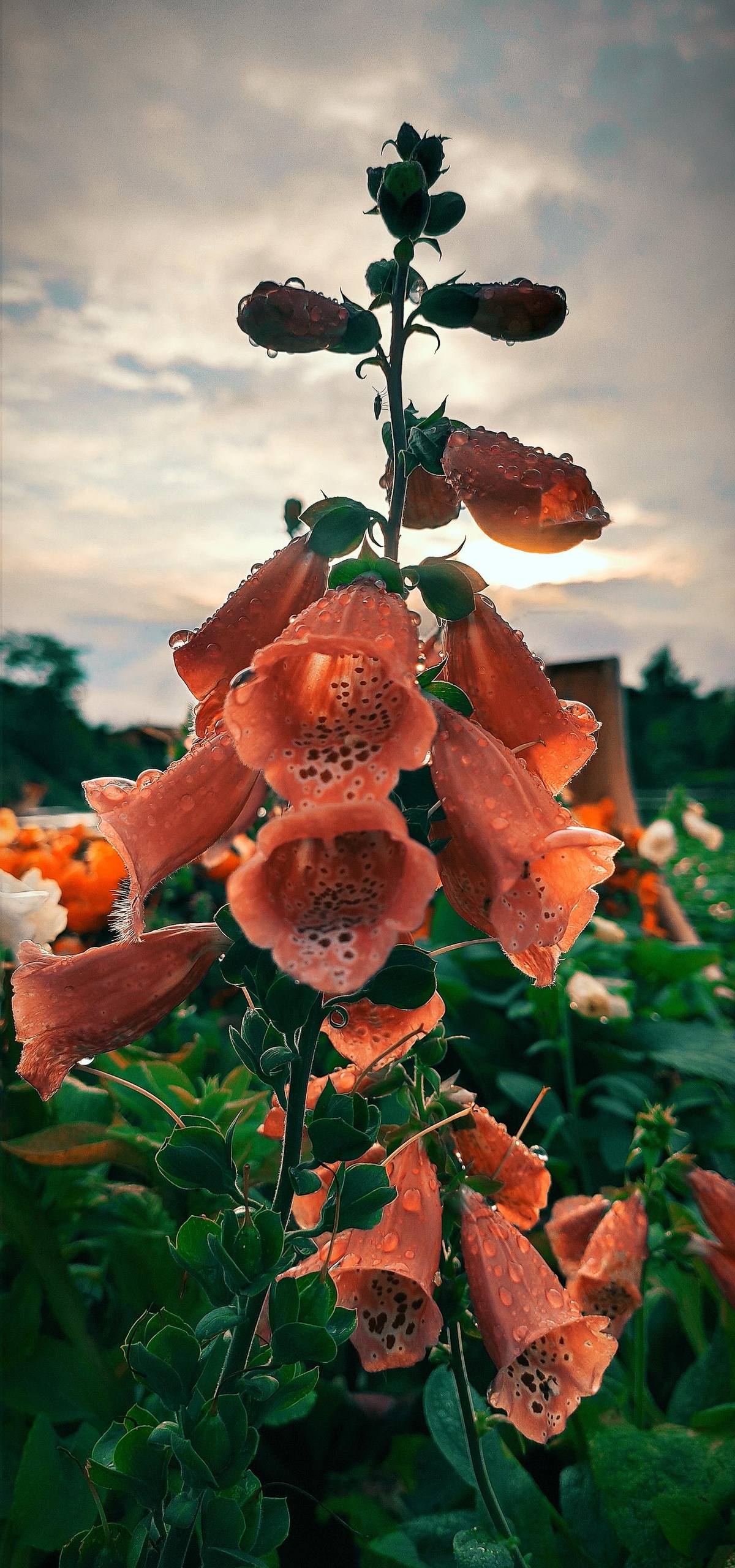 壁纸花朵满屏黑色壁纸预览