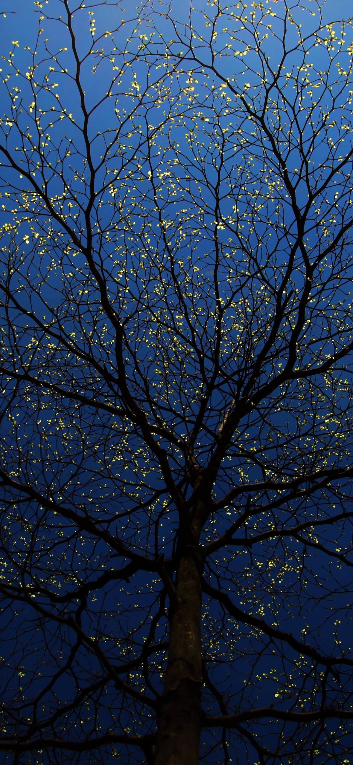 壁纸花朵紫色系动漫女生壁纸预览