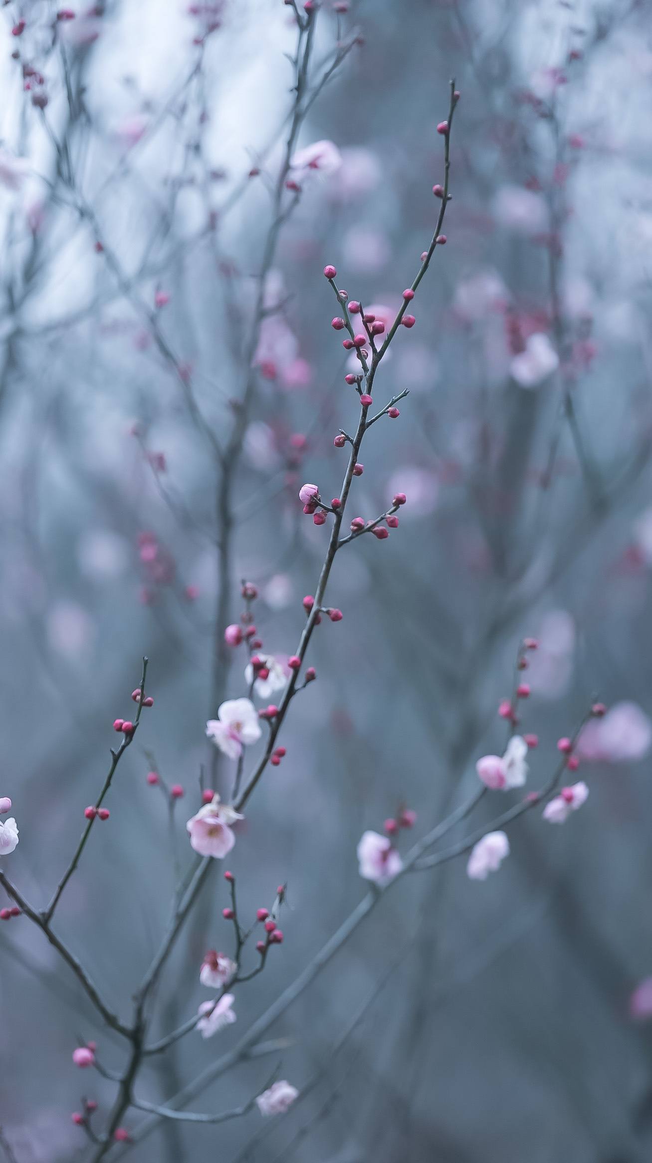 壁纸花朵绿色背景图壁纸预览