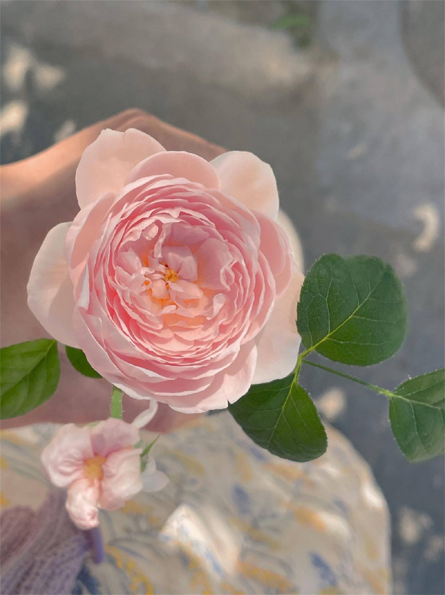 壁纸花朵高清简约壁纸预览