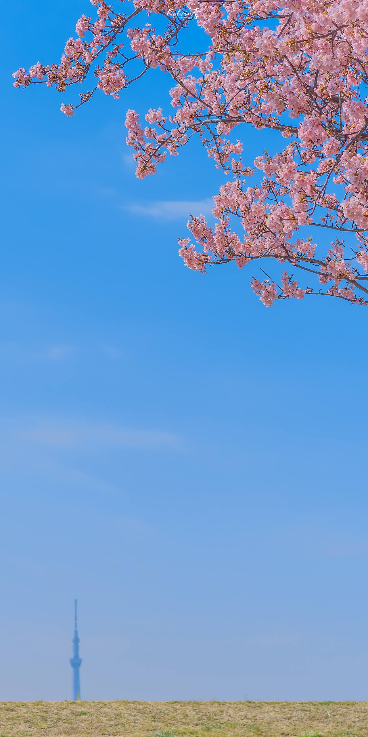 壁纸谈雅花朵壁纸预览