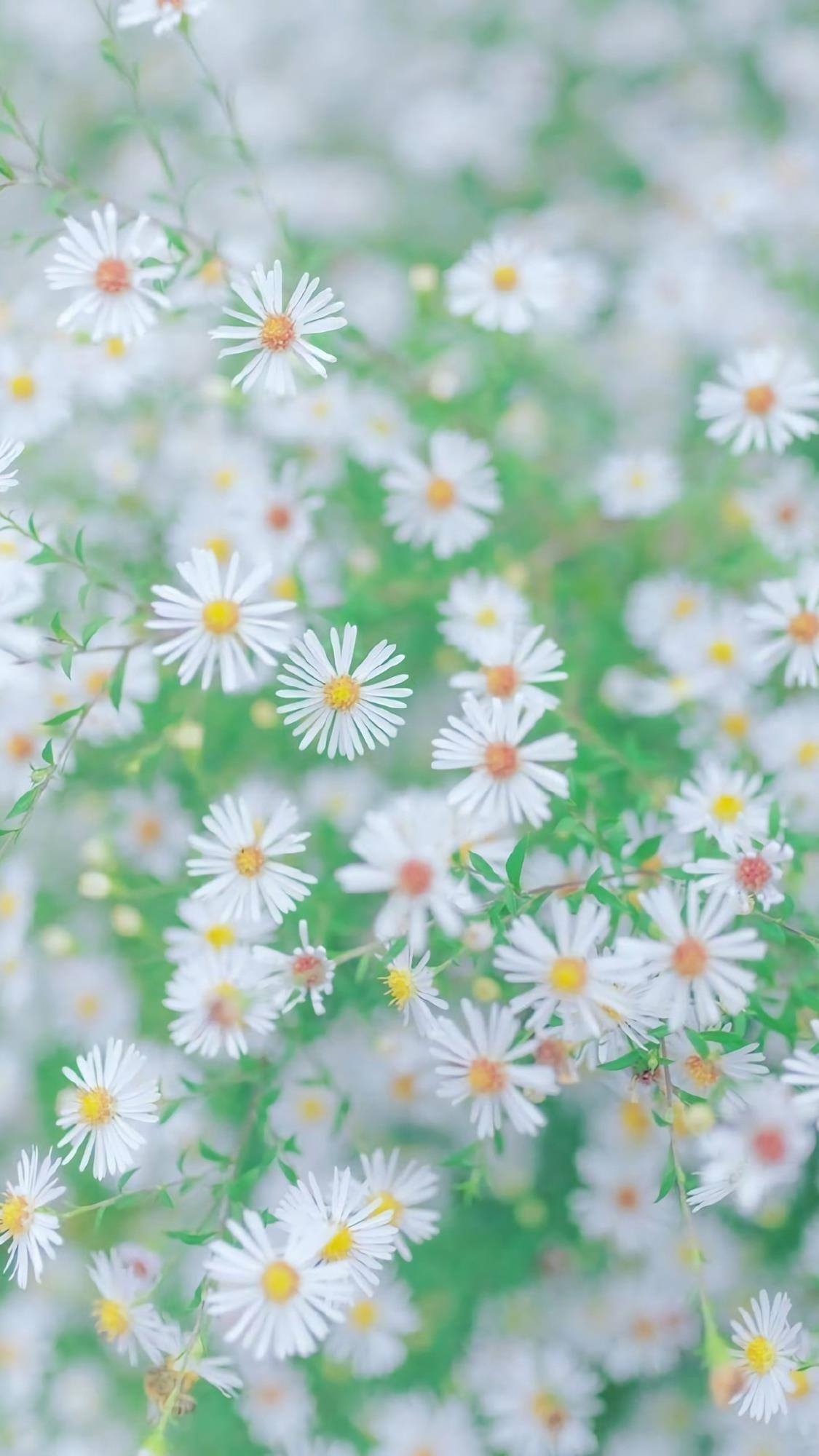 壁纸风景花朵女孩动漫壁纸预览