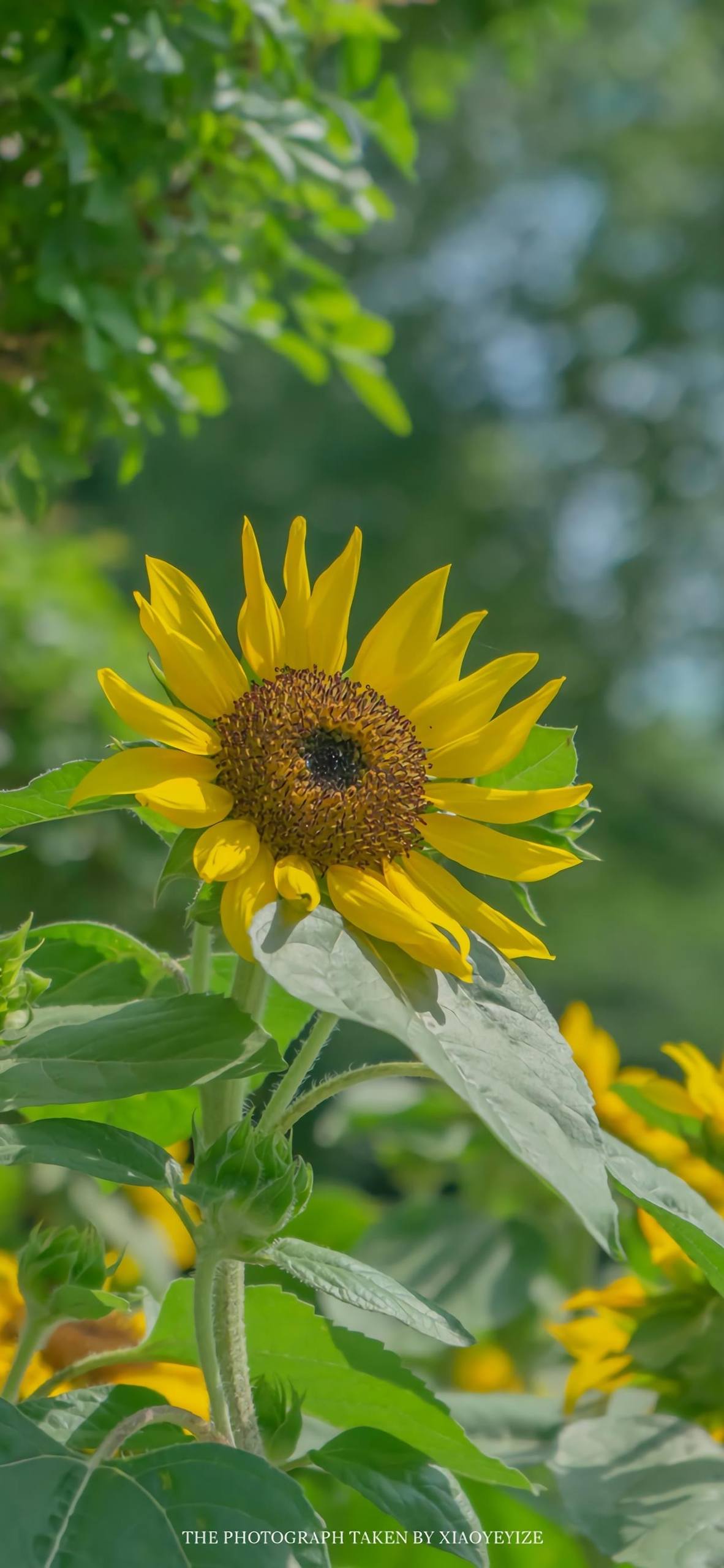 壁纸高级欧美花朵教程壁纸预览