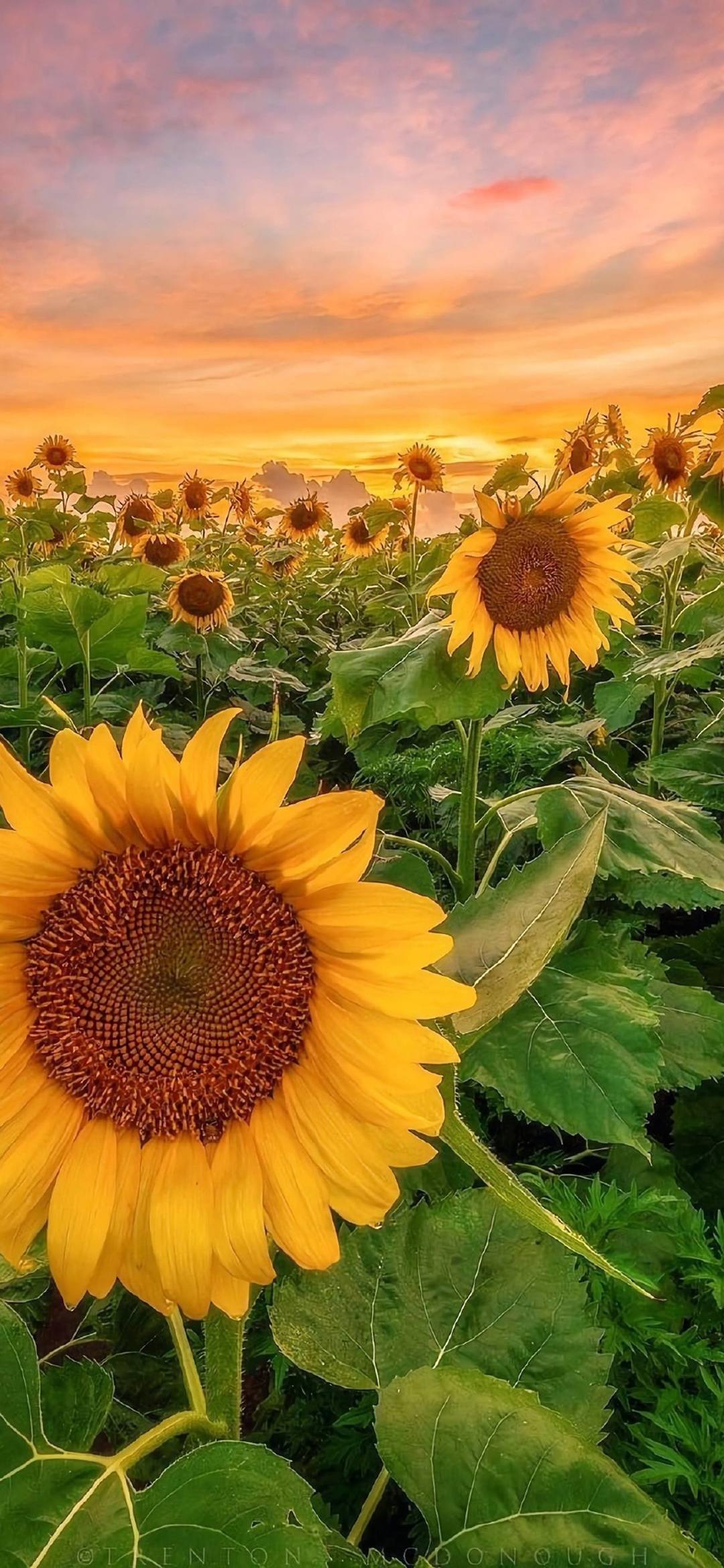 壁纸黄色的花朵壁纸预览