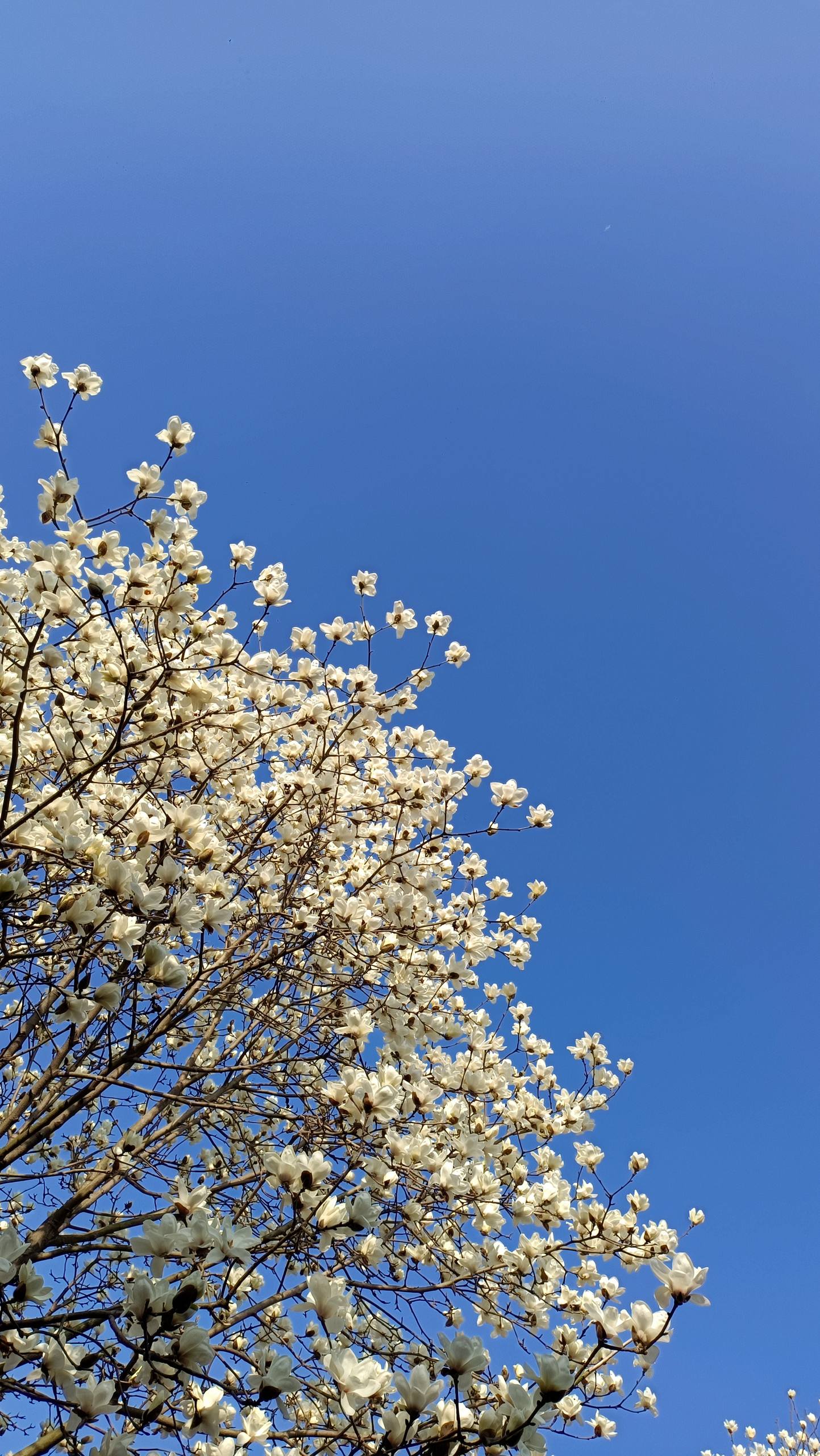 复古美式壁纸花朵壁纸预览