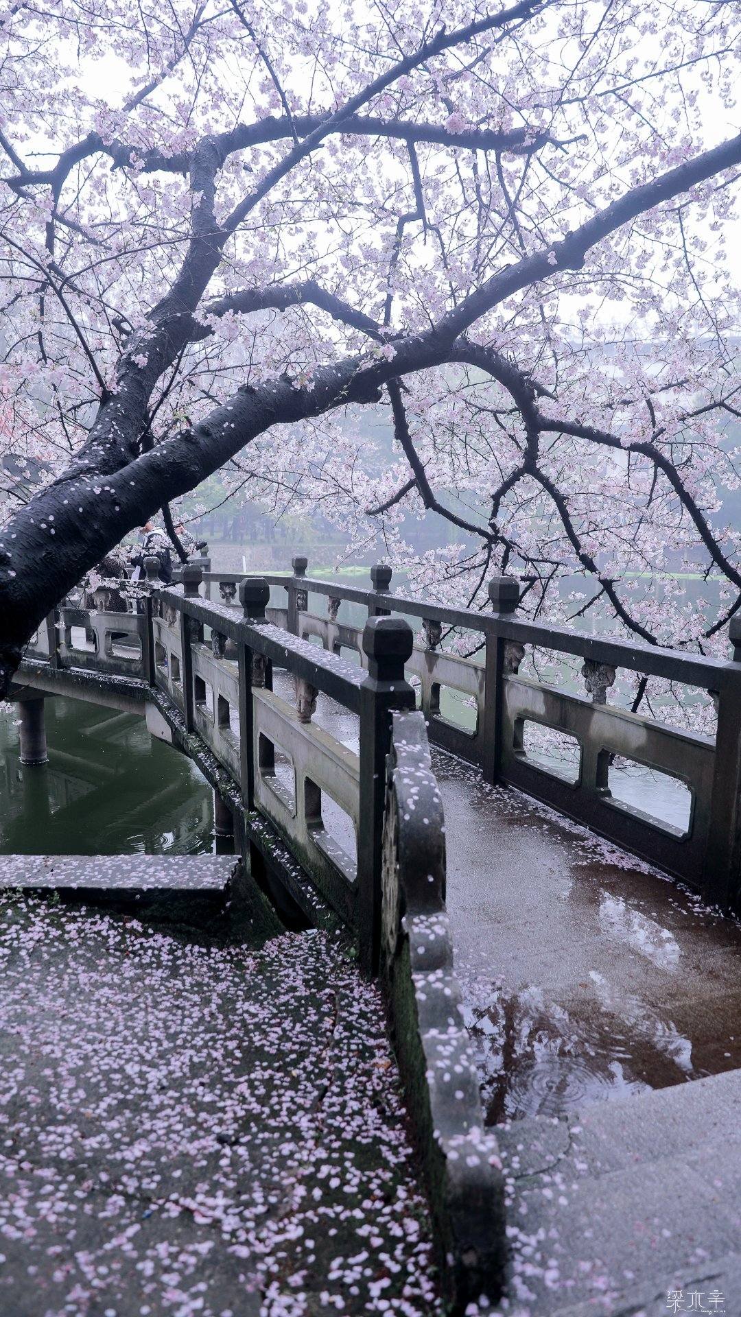 复古黑白花朵壁纸电脑版壁纸预览