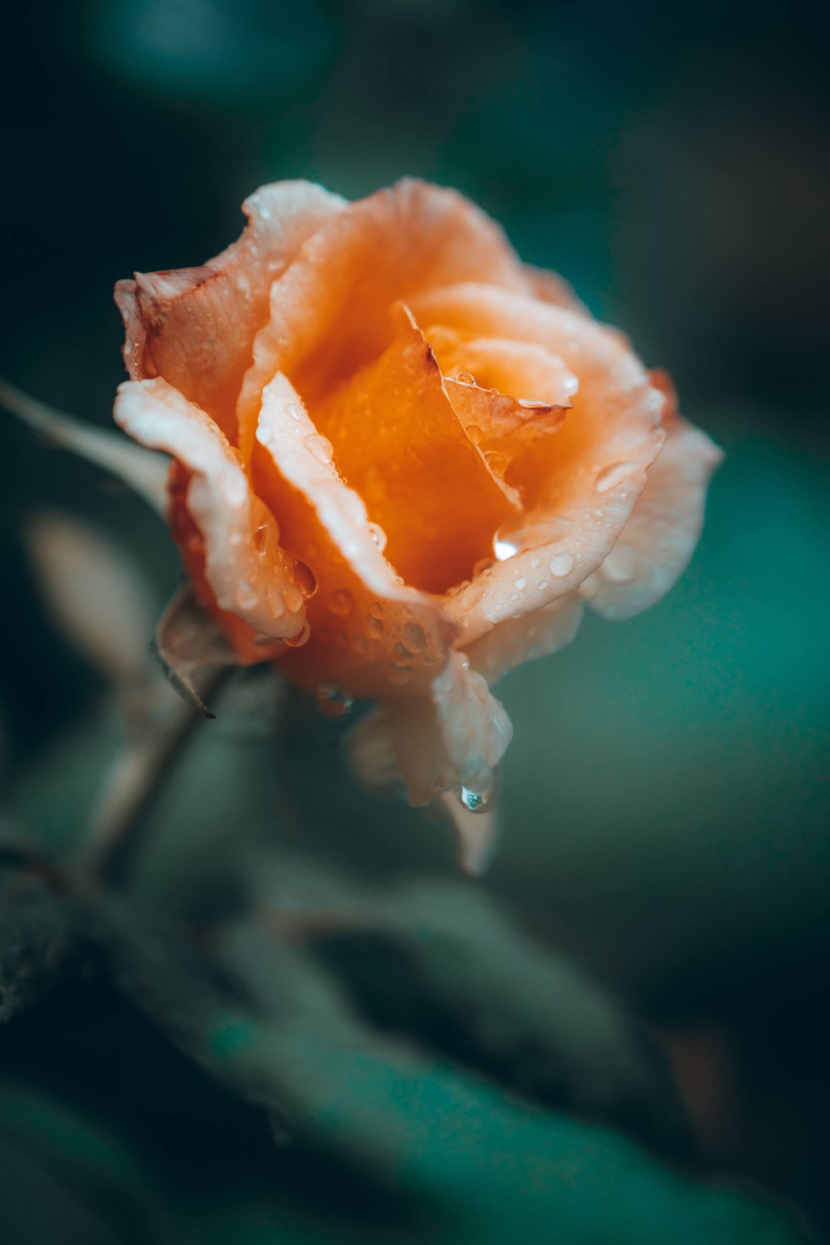 夕阳花朵壁纸油画简约壁纸预览