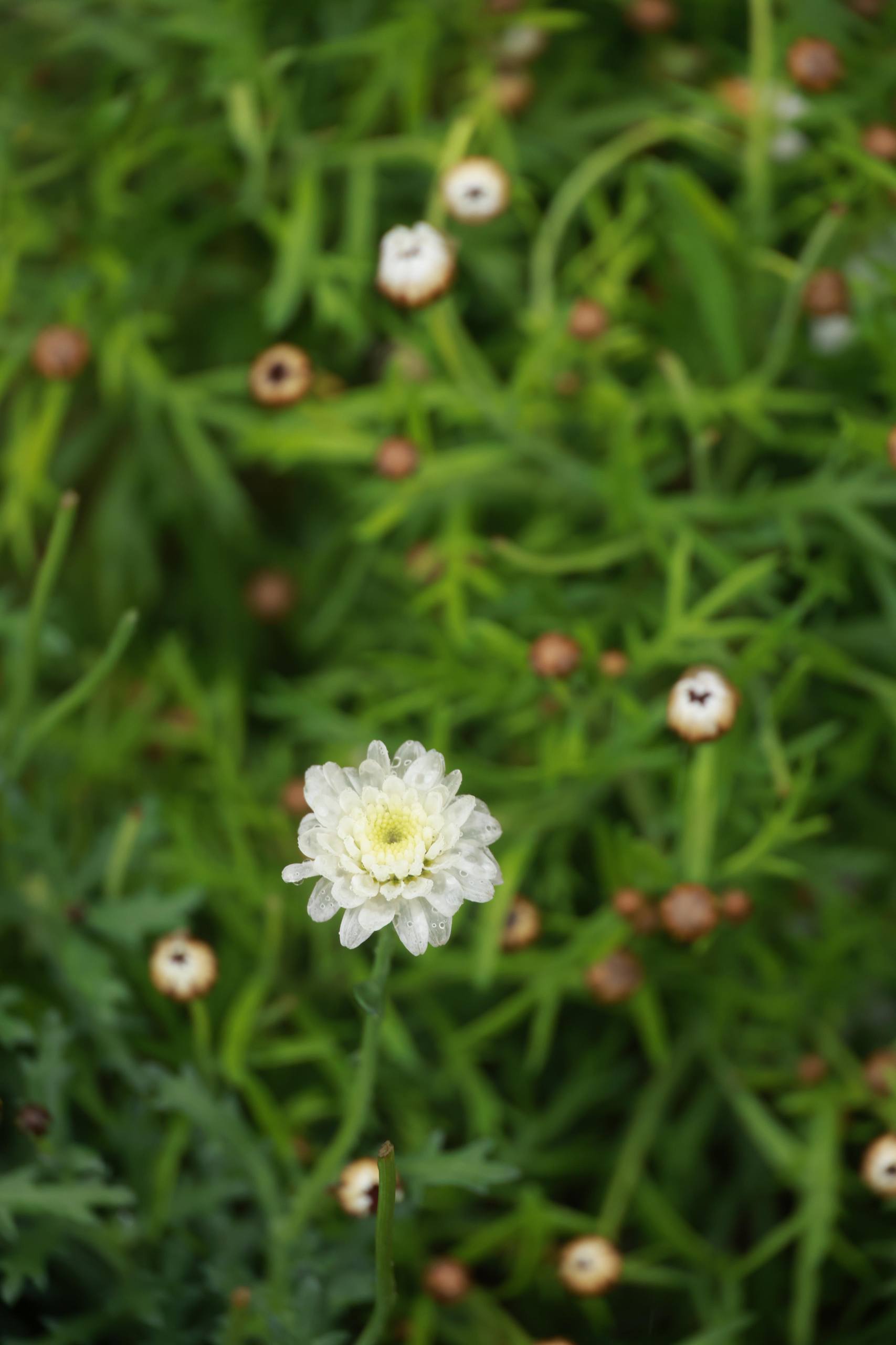 多屏花朵壁纸下载软件壁纸预览