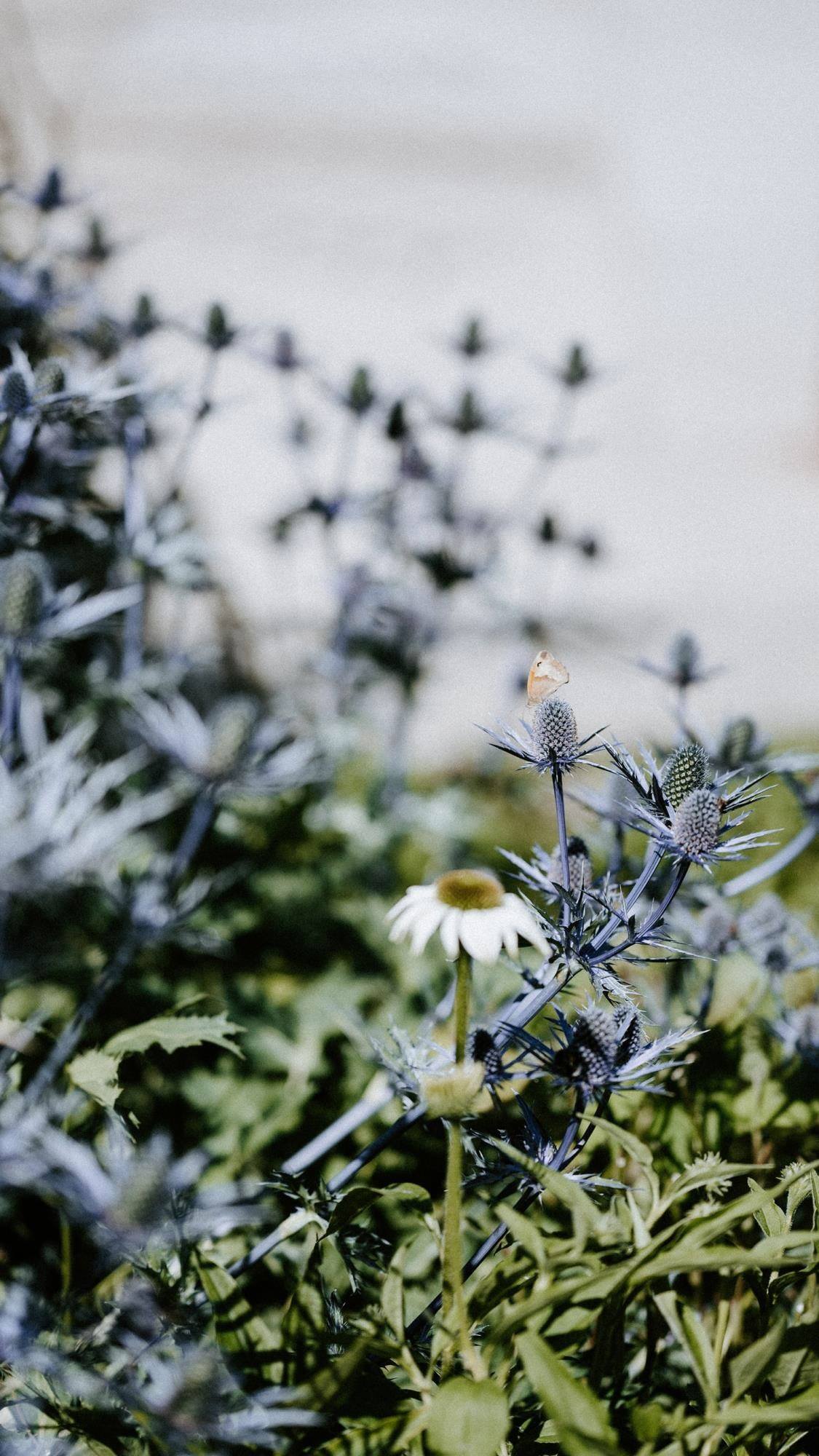 夜晚的花朵壁纸手绘图壁纸预览
