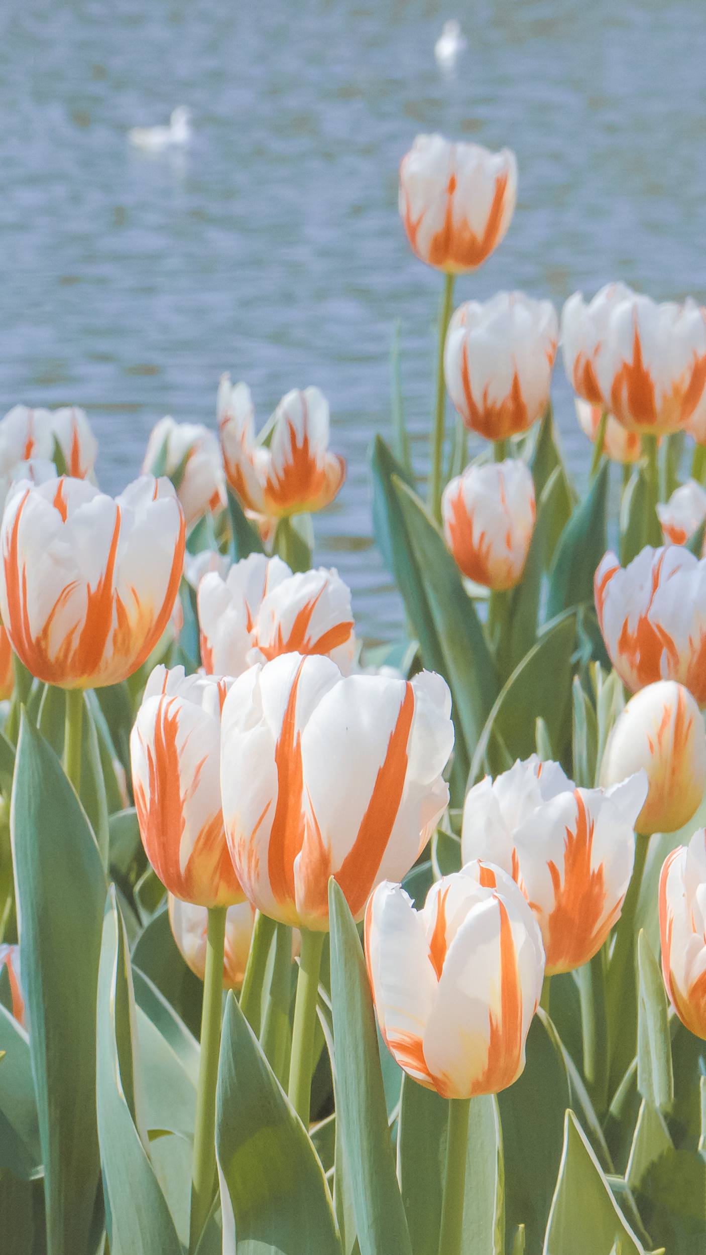 大地花朵壁纸超清下载壁纸预览