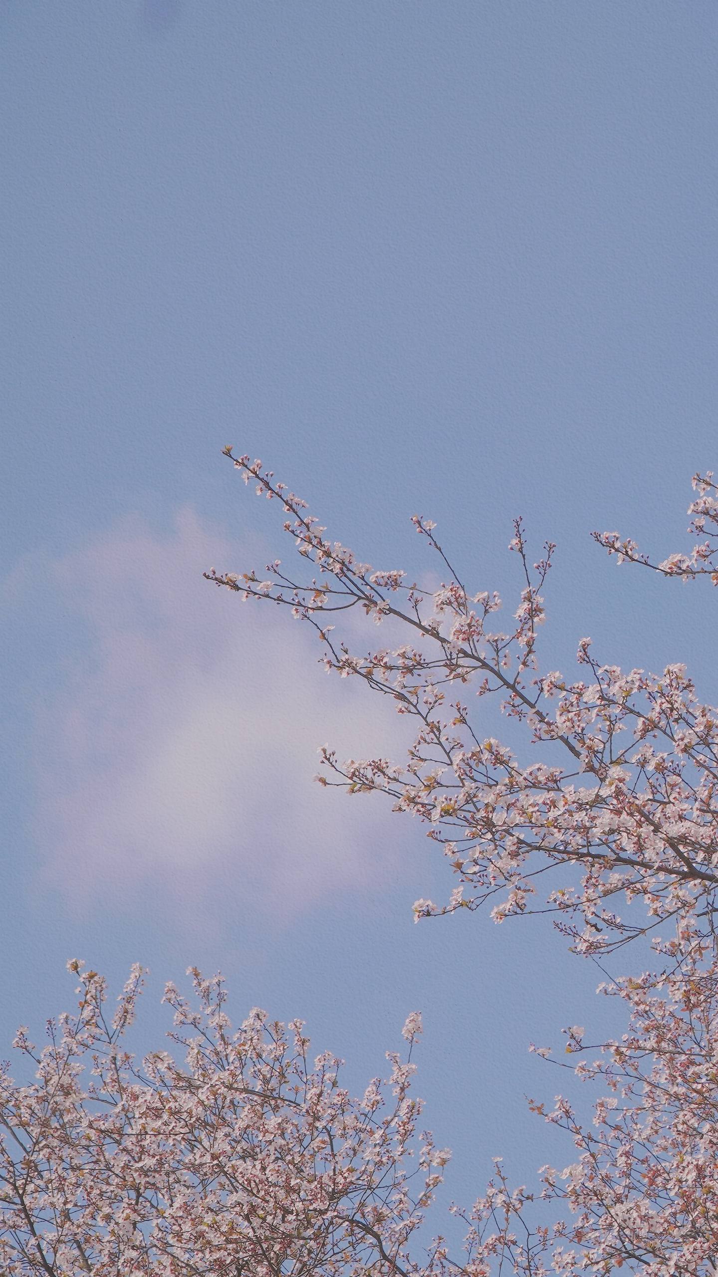 大海花朵动态壁纸下载安装壁纸预览