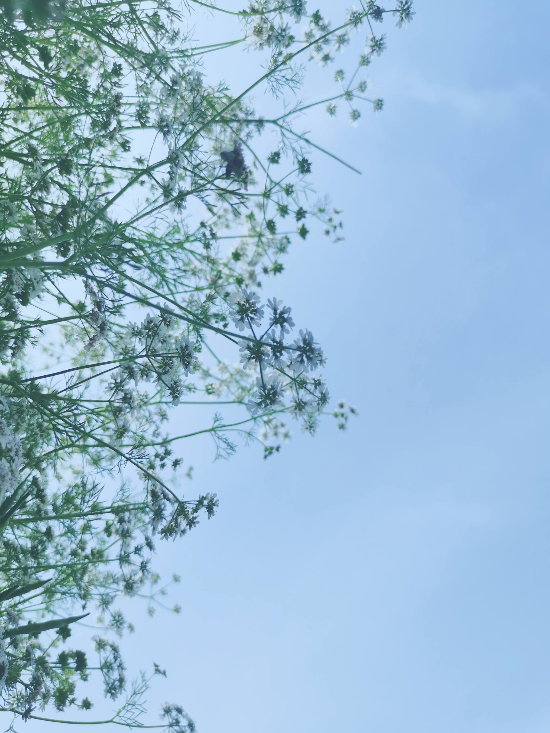 天空下的花朵壁纸图文版壁纸预览