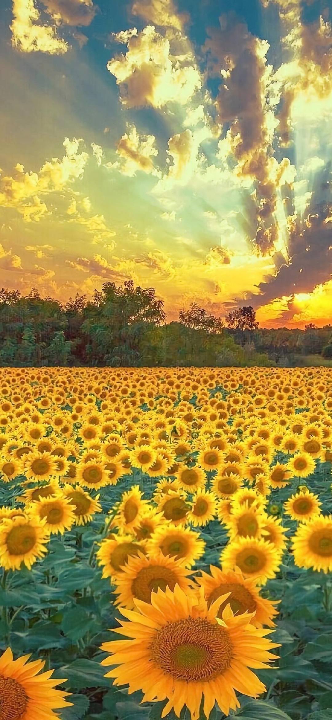 头像花朵壁纸可爱女孩子壁纸预览