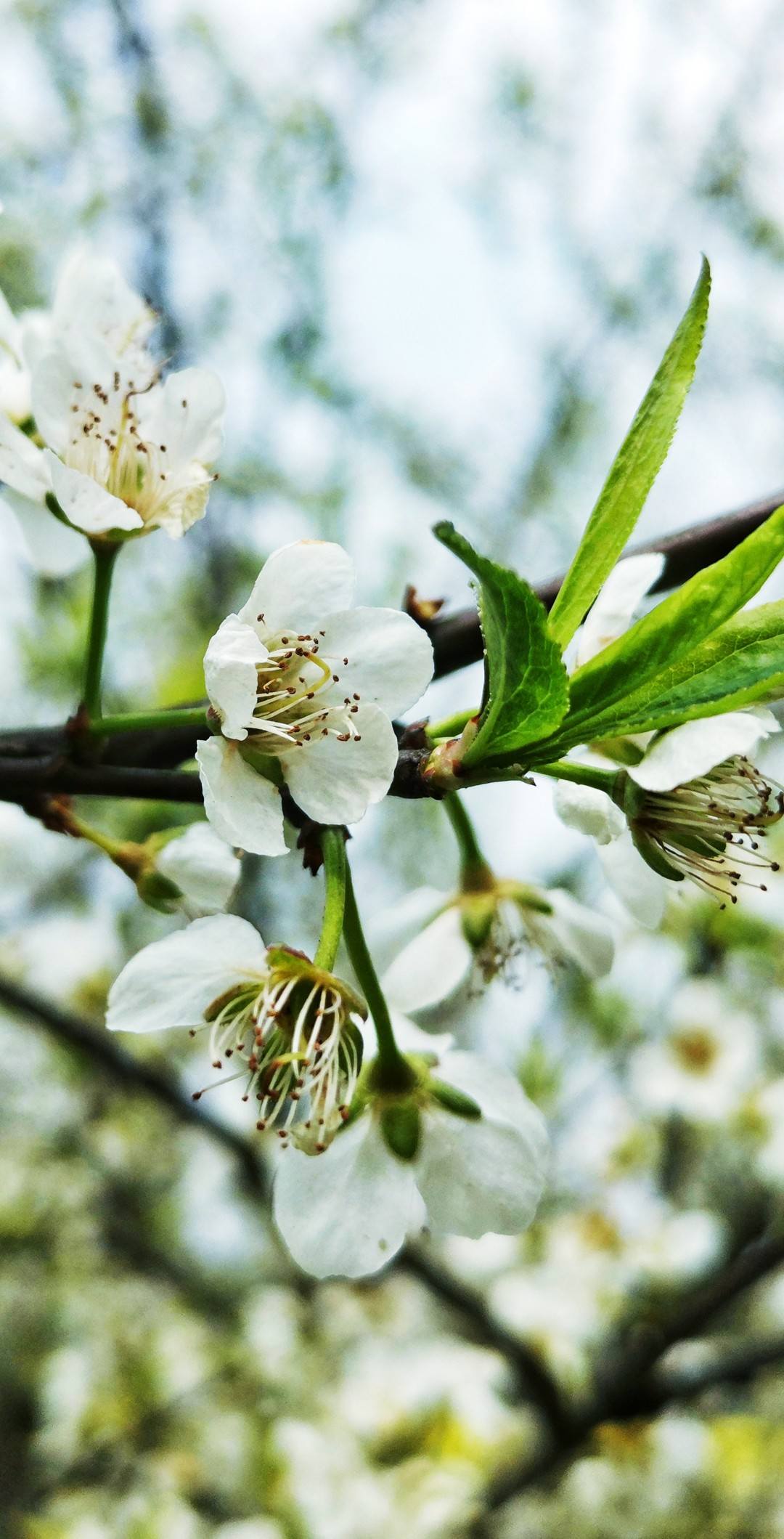 女生壁纸花朵油画动漫壁纸预览