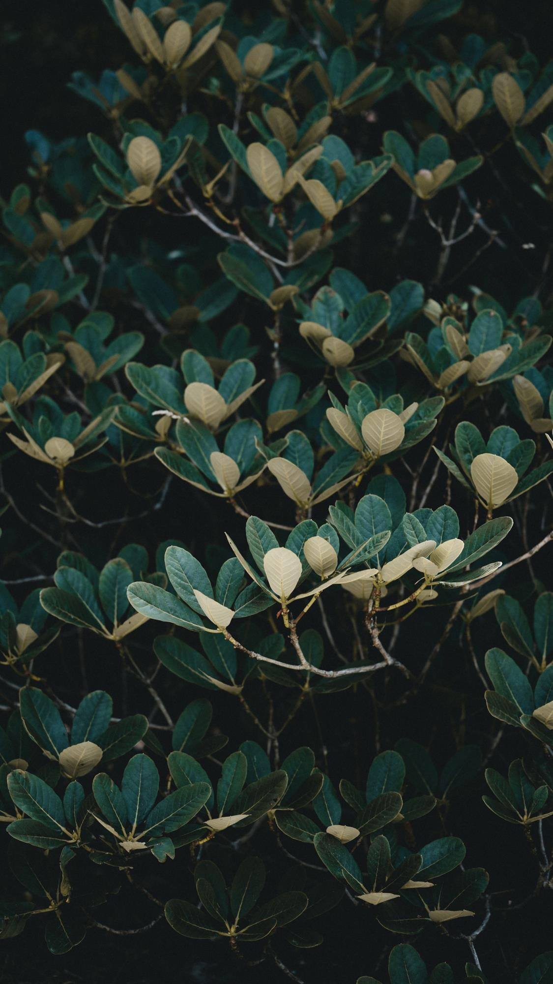 女生花朵锁屏壁纸高清壁纸预览