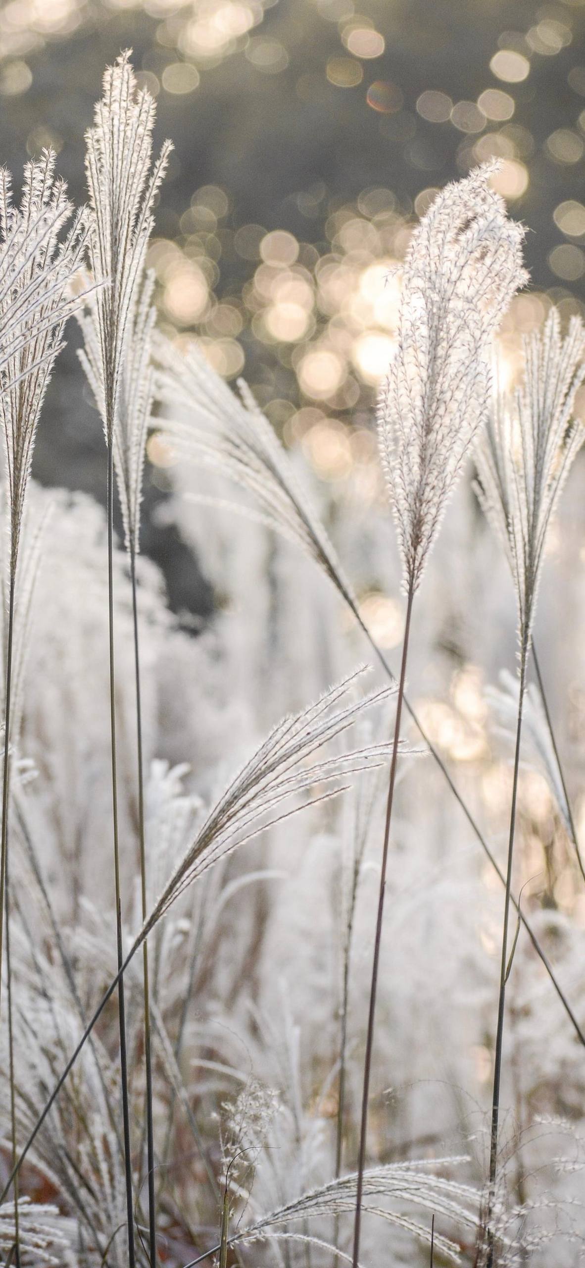 好看的壁纸全屏花朵高清壁纸预览