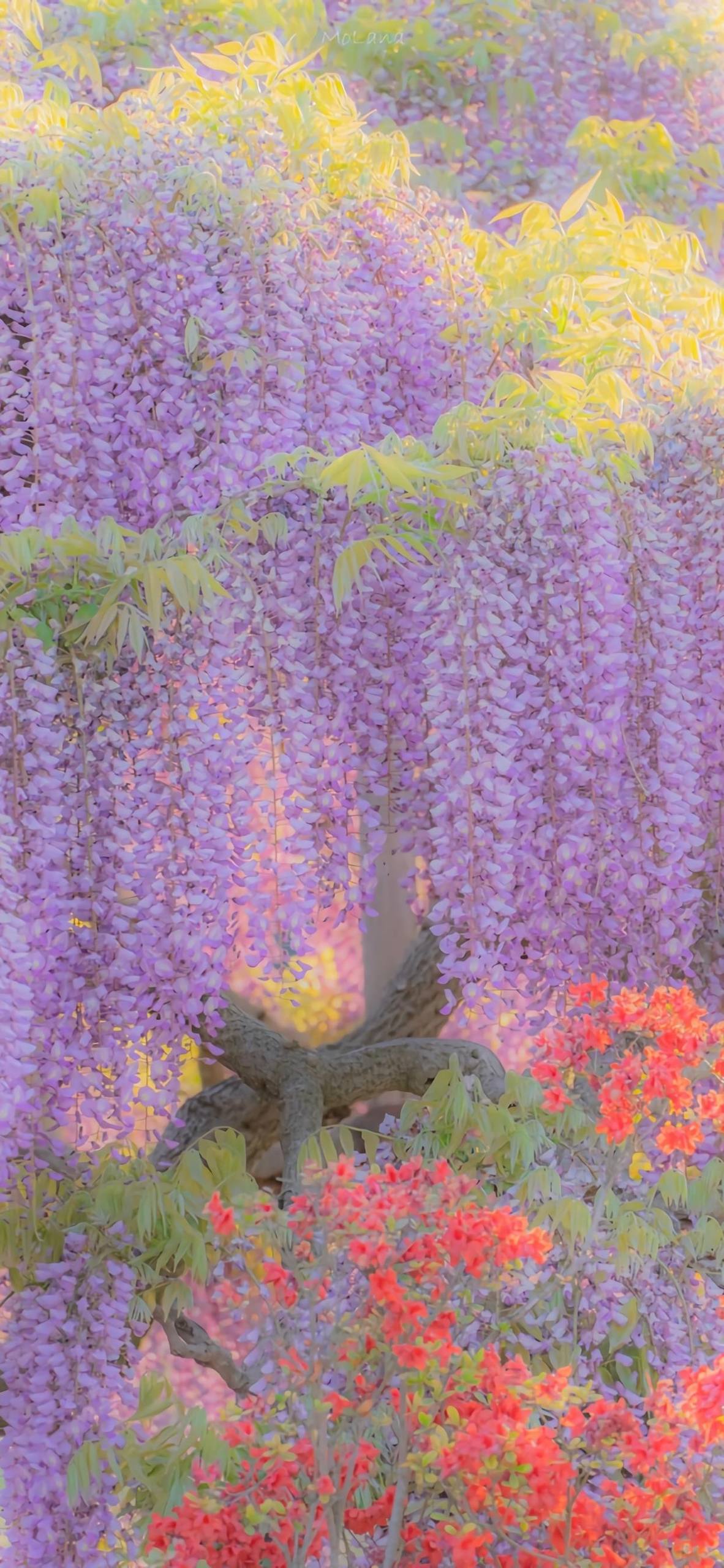 好看的白色系花朵壁纸壁纸预览