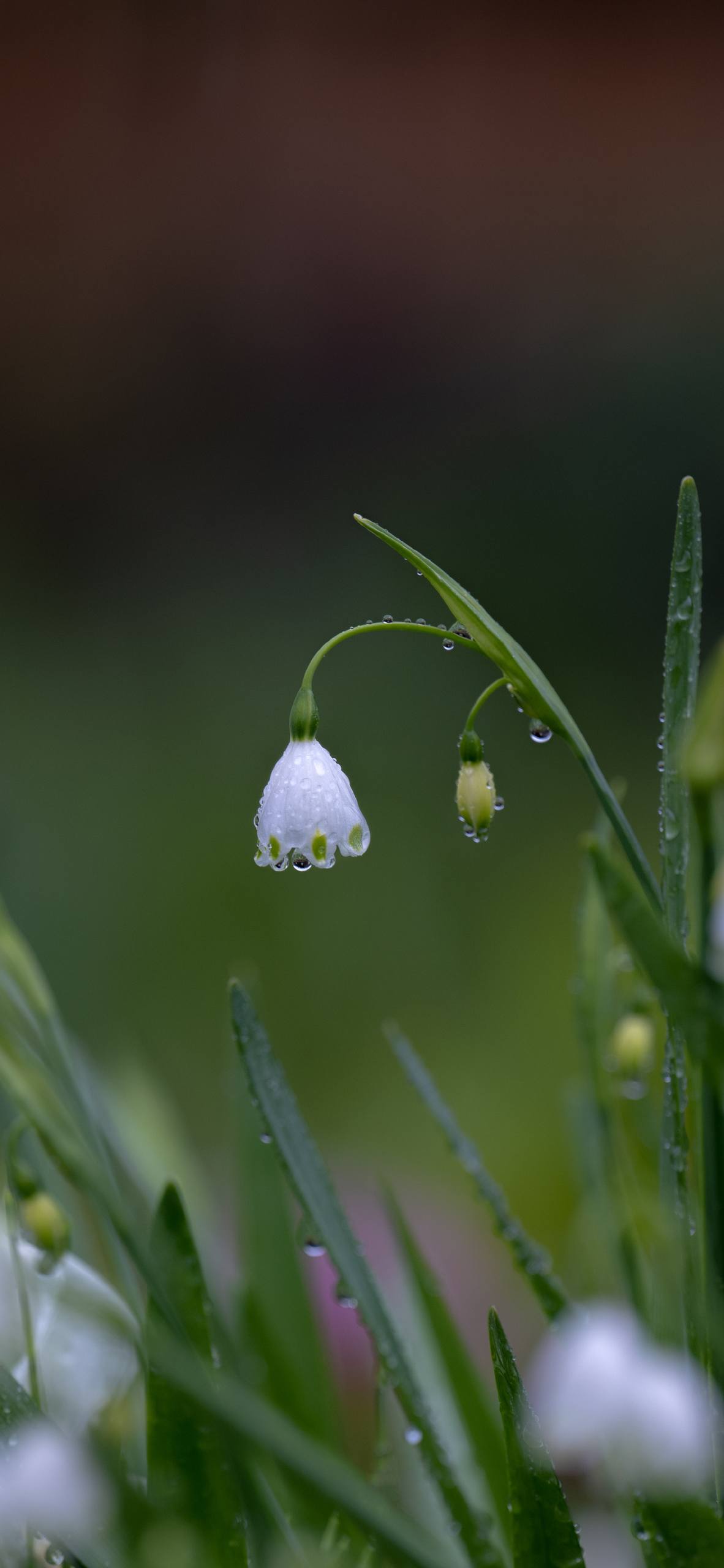 好看花朵壁纸壁纸预览