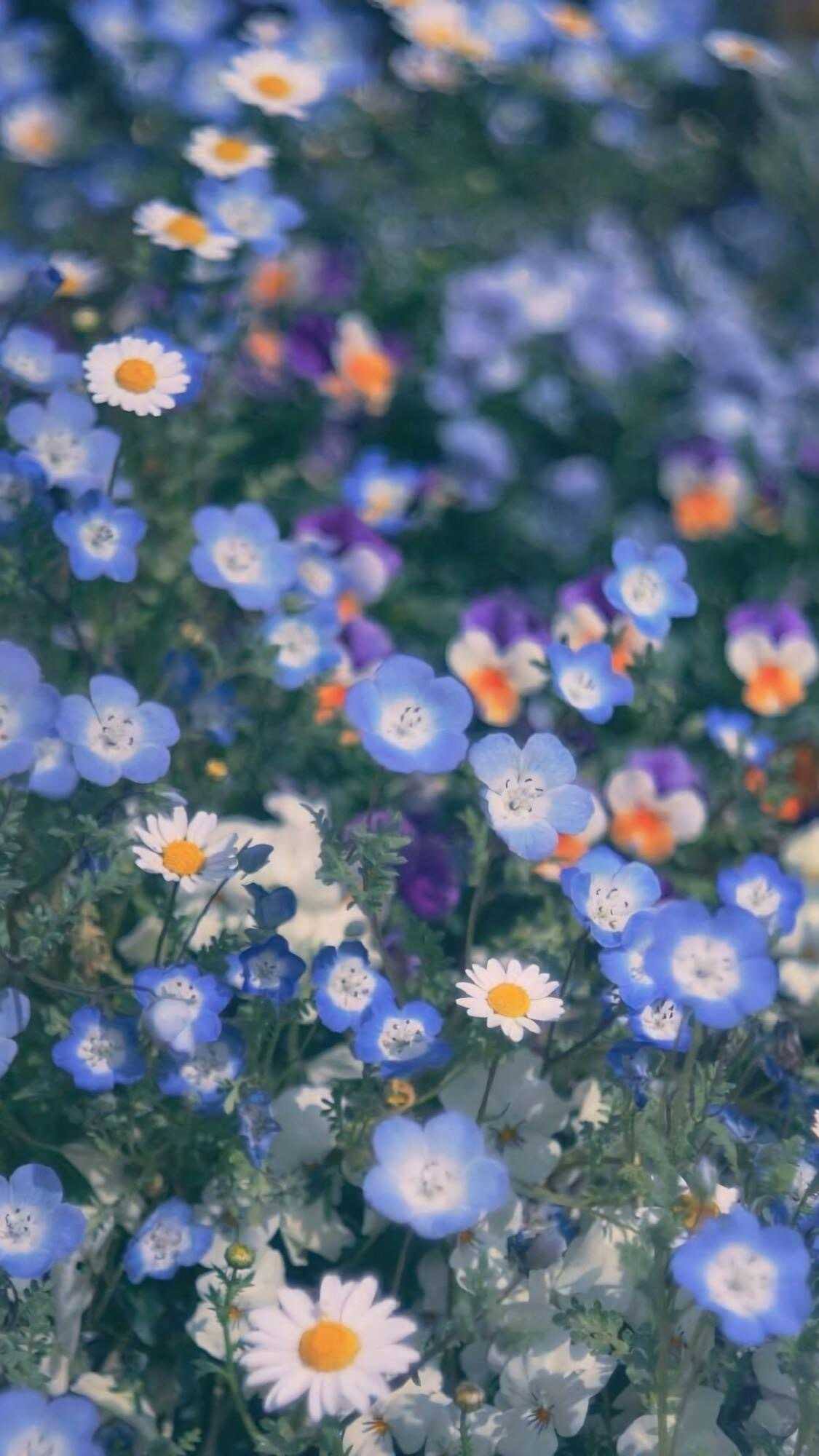 好看花朵系壁纸壁纸预览