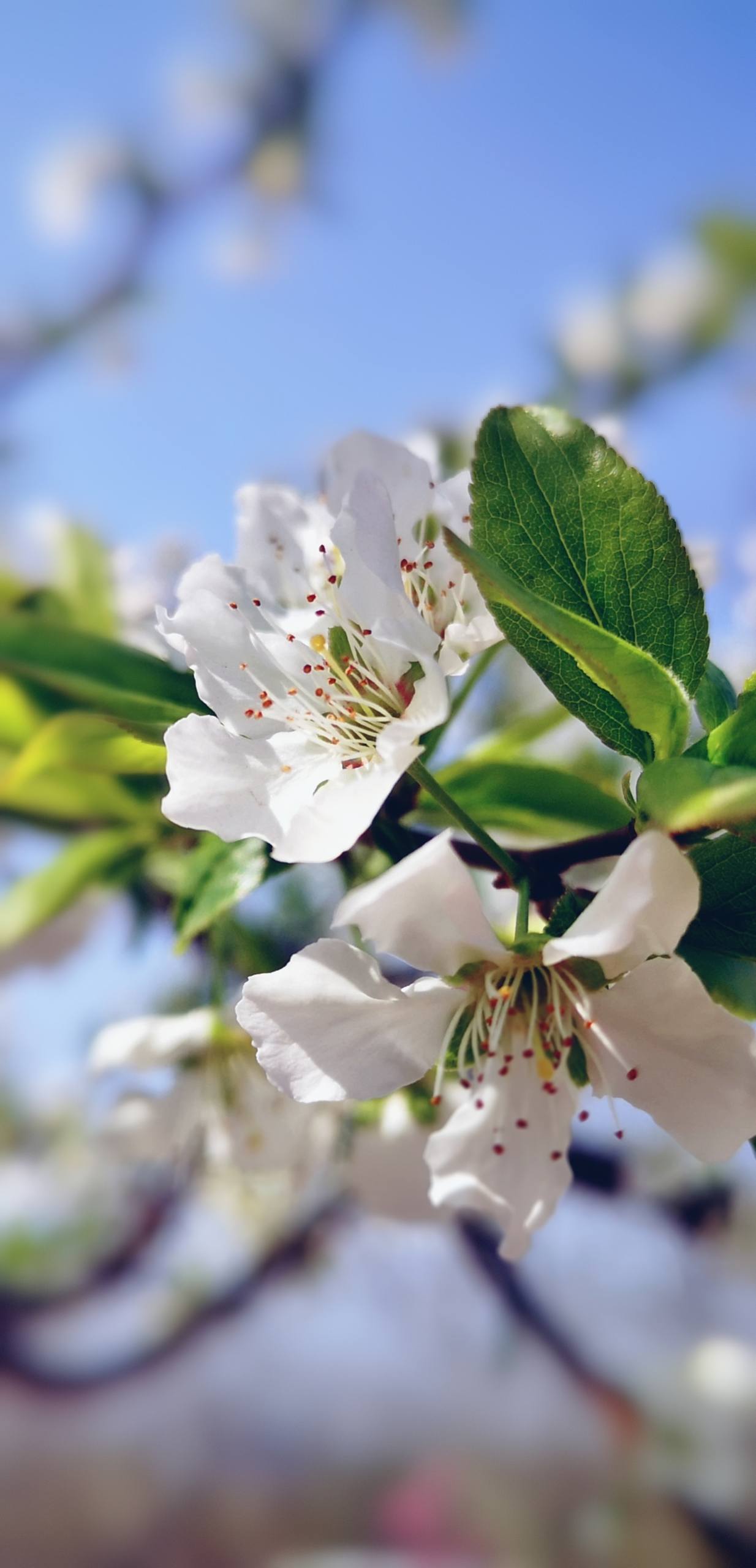 好看花朵风景壁纸壁纸预览