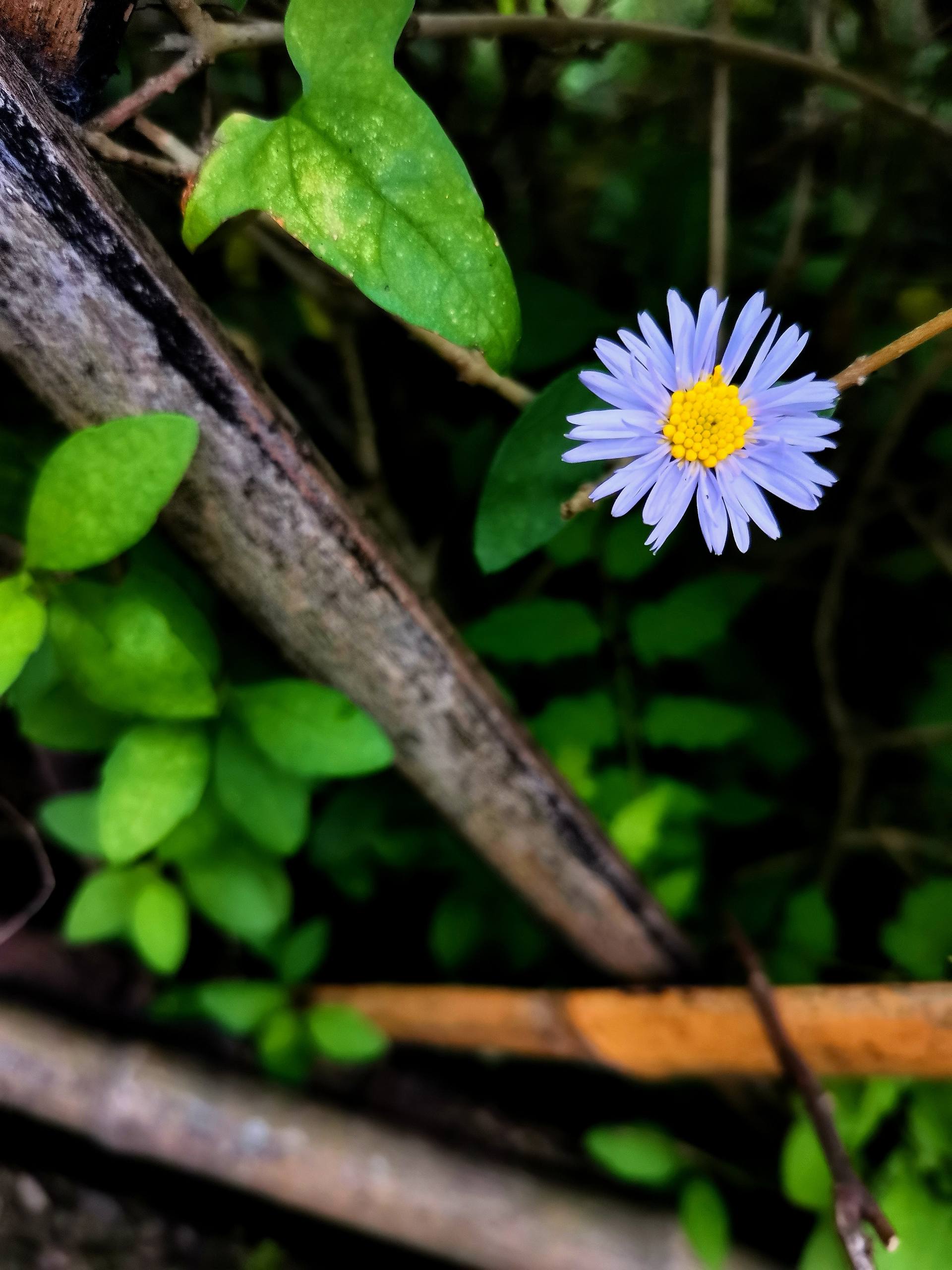 妈妈生日花朵壁纸手绘壁纸预览