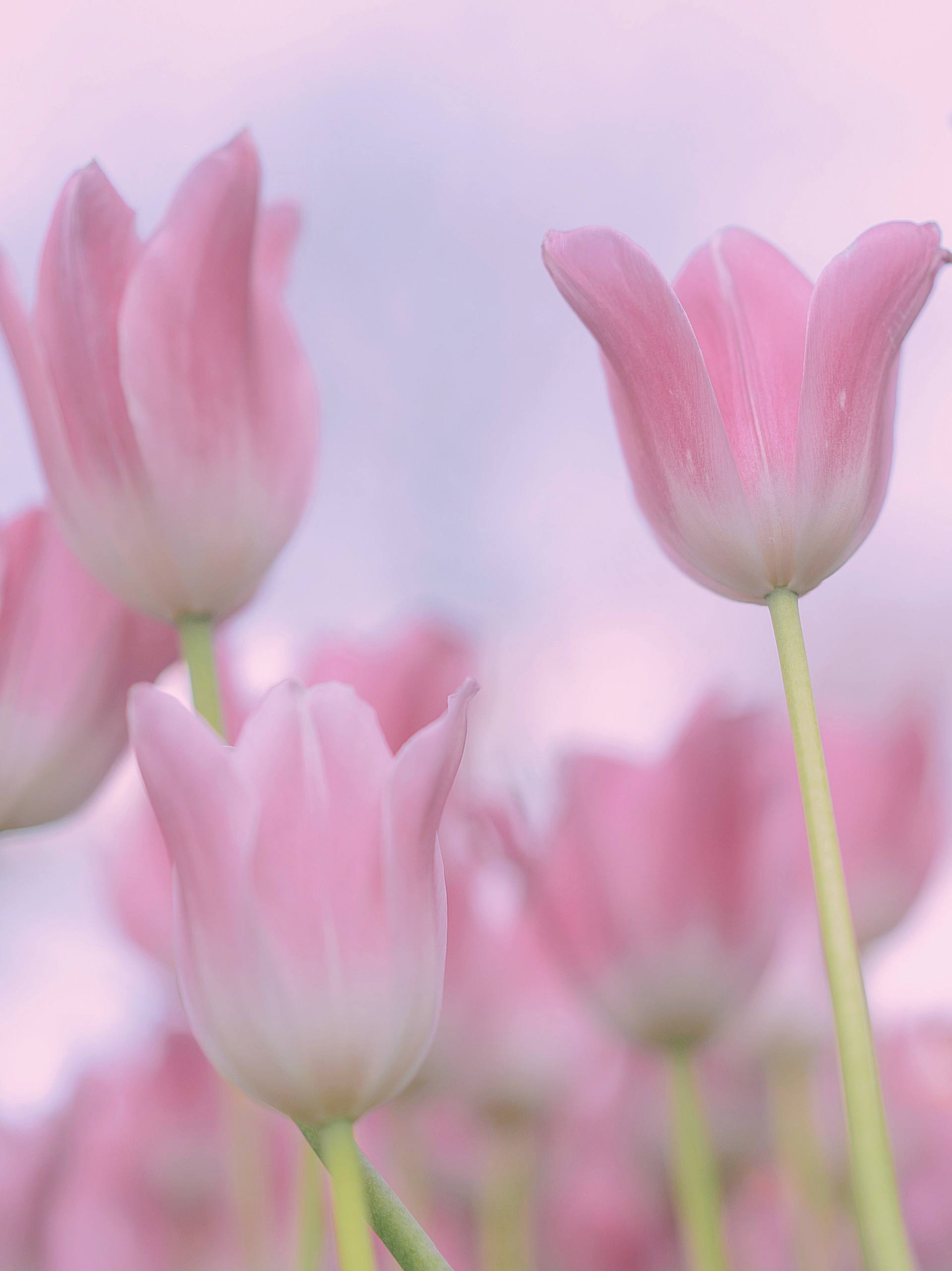 孤单的花朵壁纸图片壁纸预览