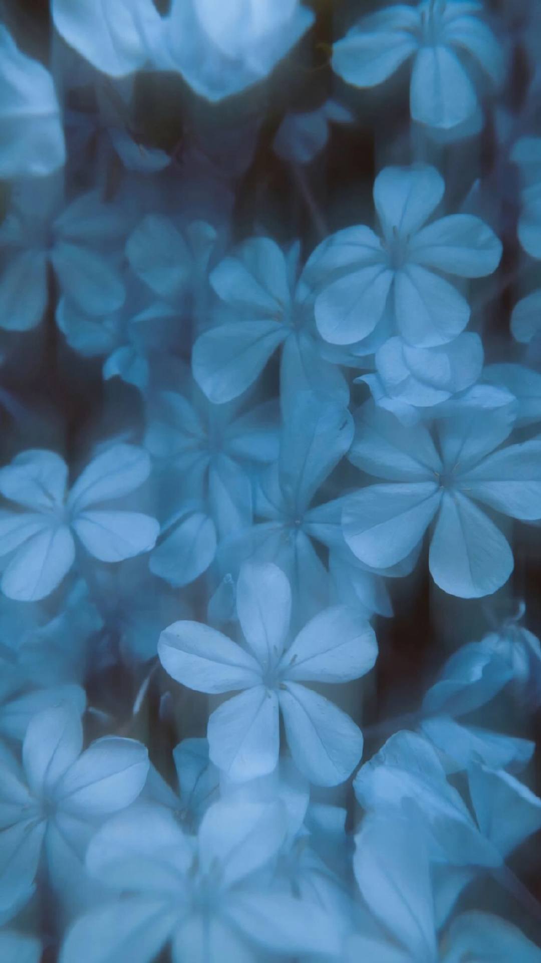 孤独花朵壁纸高级壁纸预览