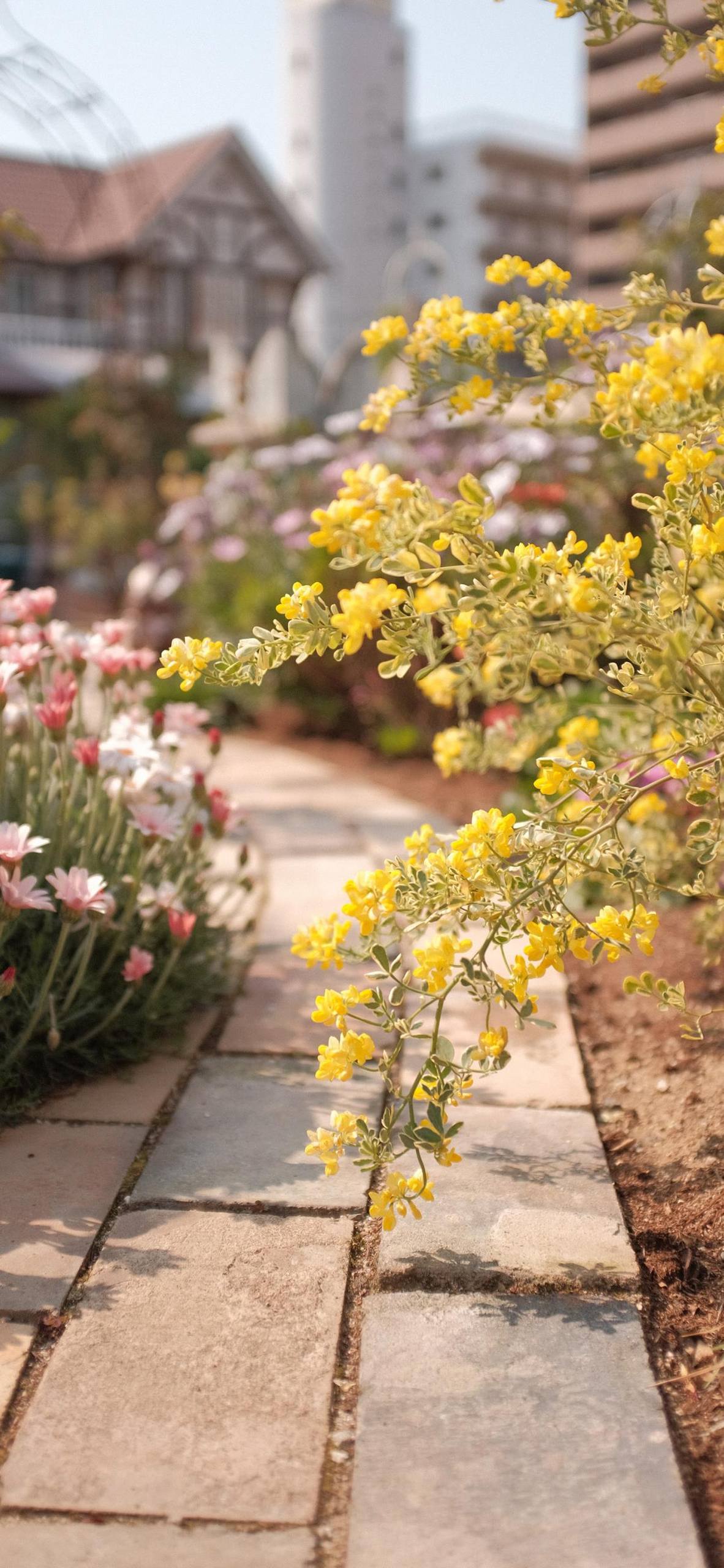 宝宝壁纸素材花朵高清壁纸预览
