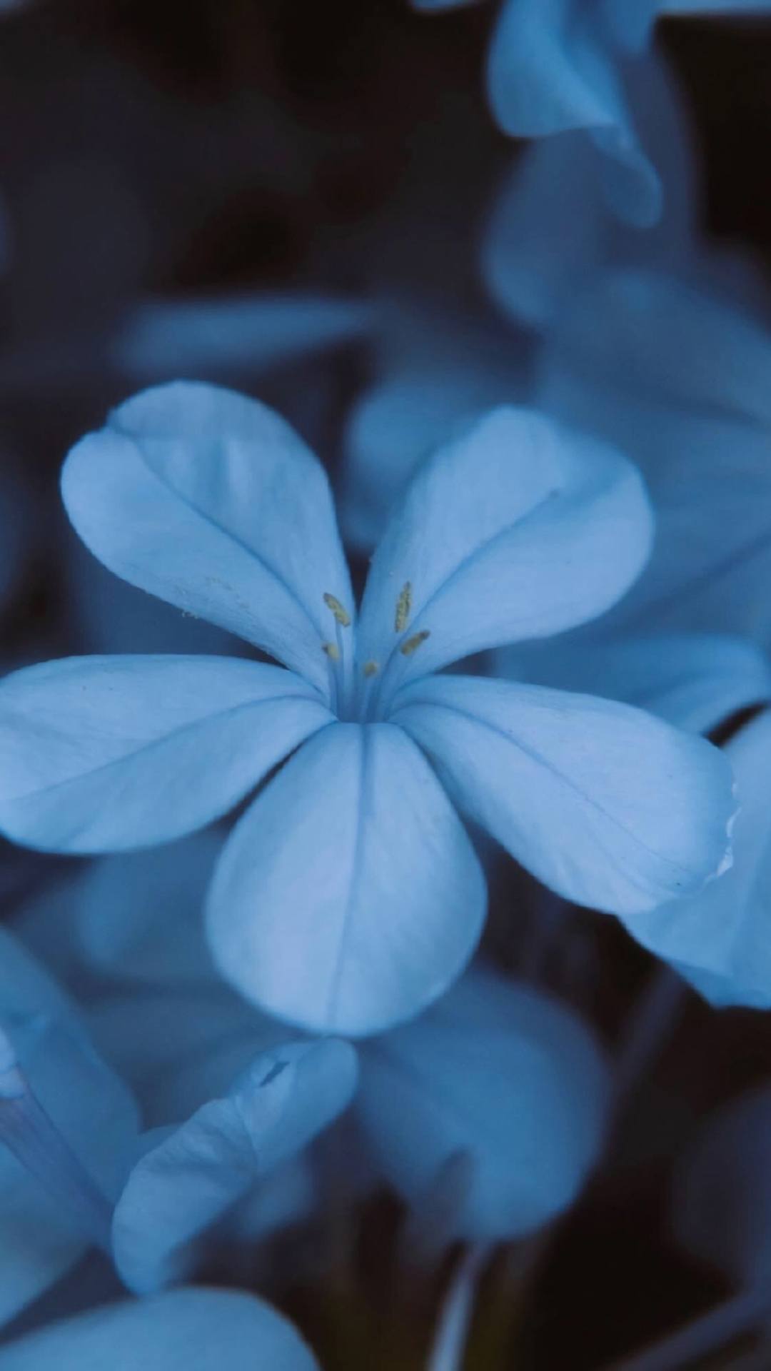 客厅里的花朵壁纸壁纸预览