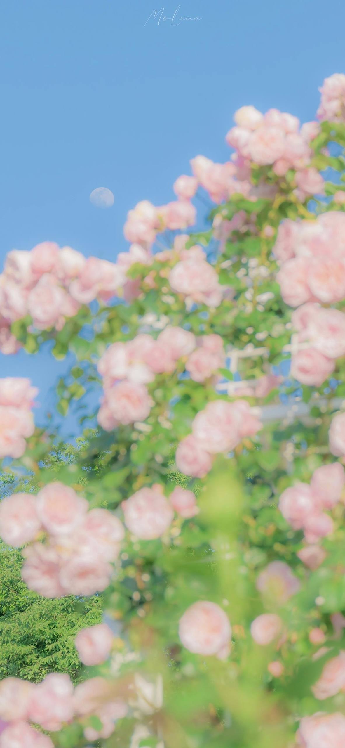 小兰花花朵壁纸壁纸预览