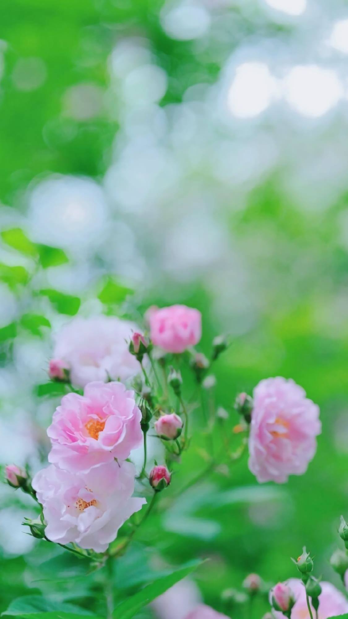 小清新花朵壁纸壁纸预览