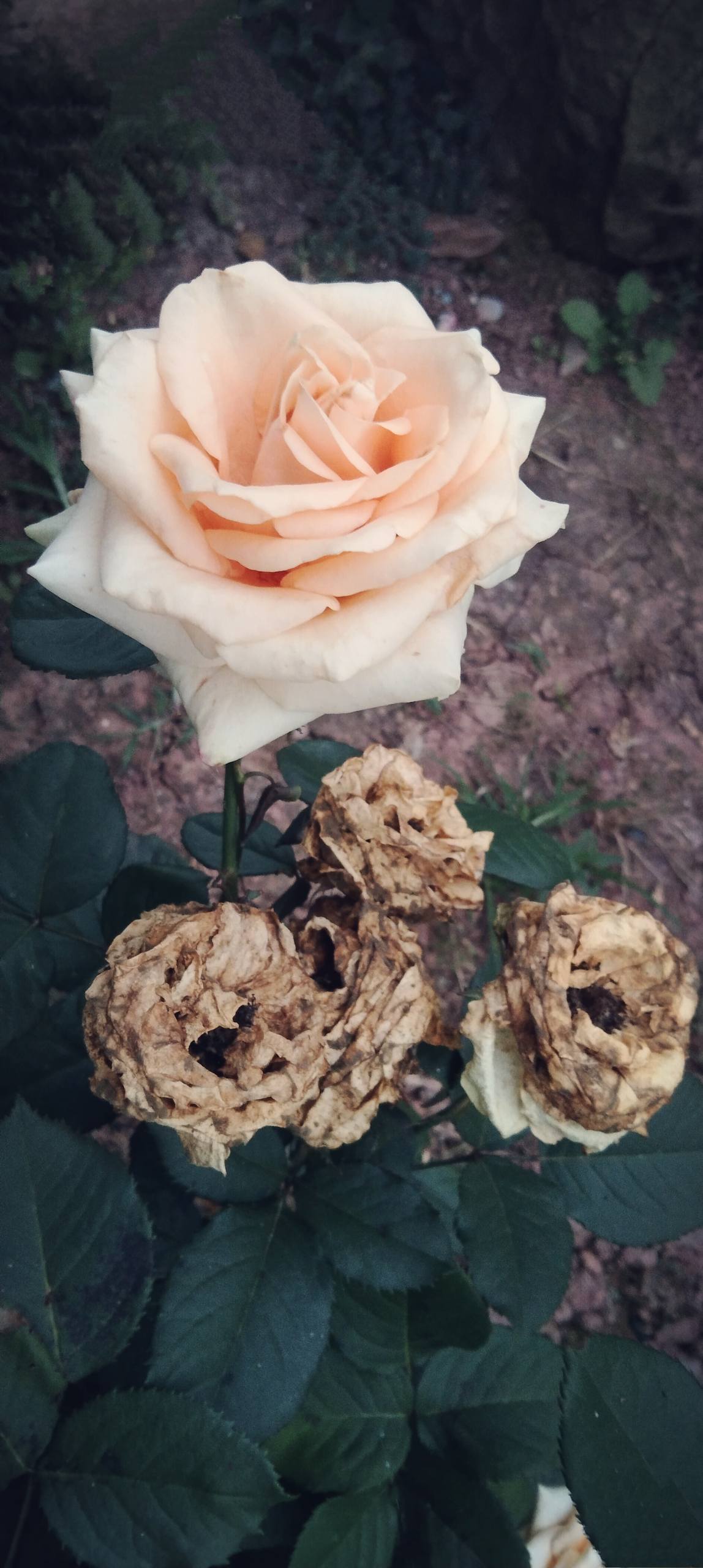 小米原生花朵壁纸高清壁纸预览