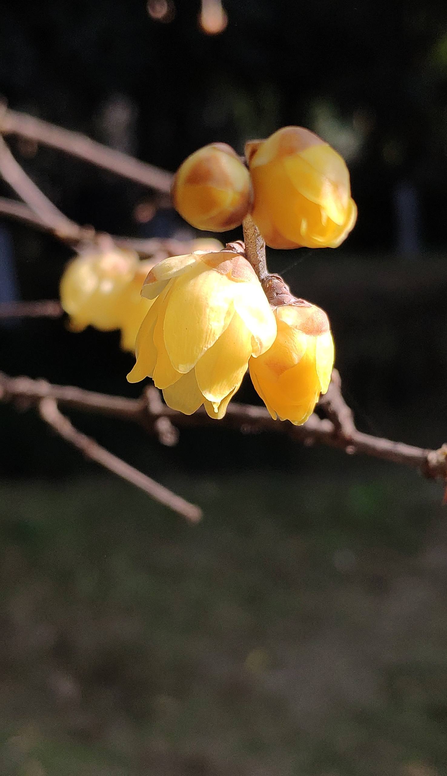 小花朵鸭子壁纸壁纸预览