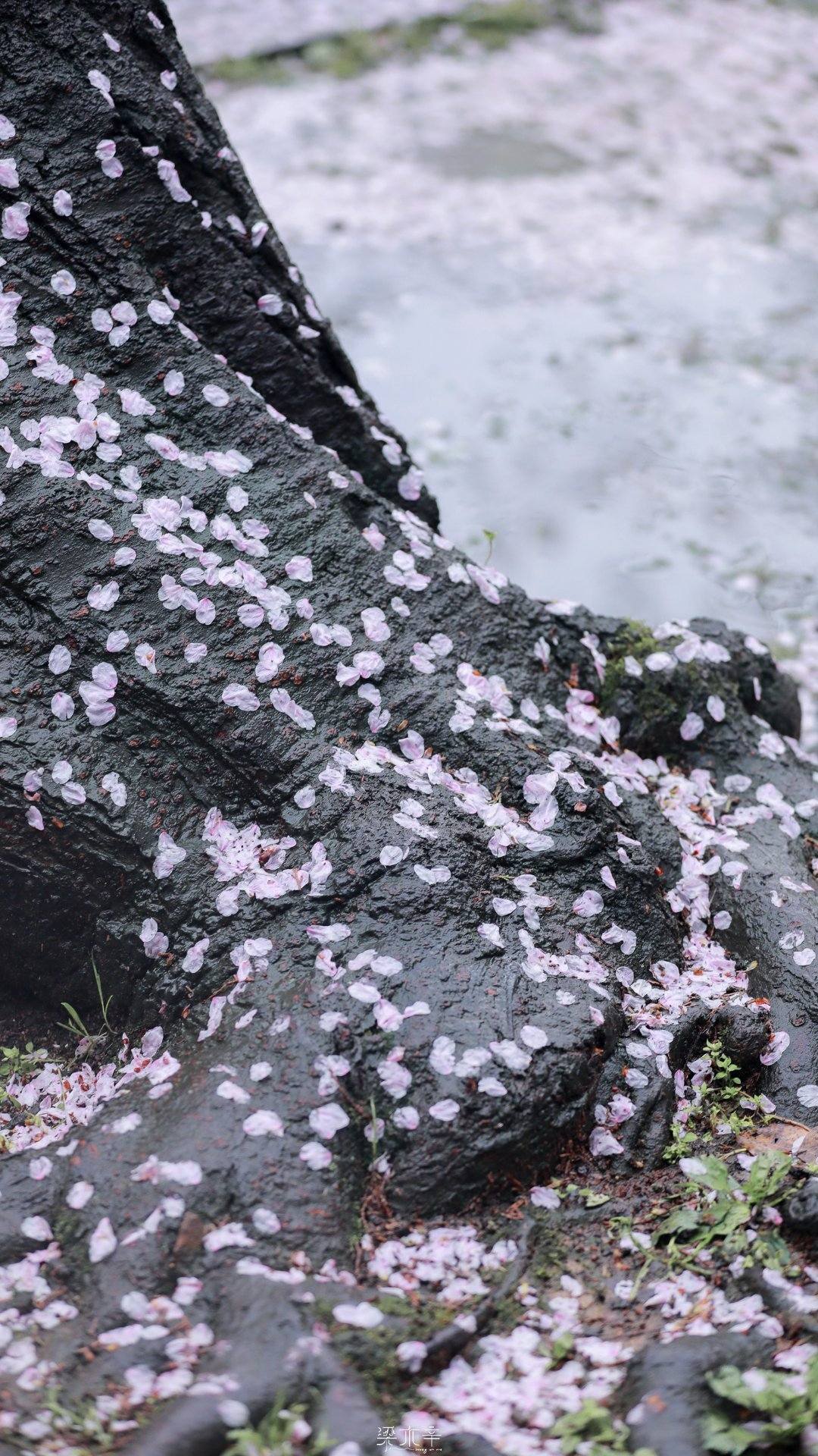 小草花朵壁纸壁纸预览
