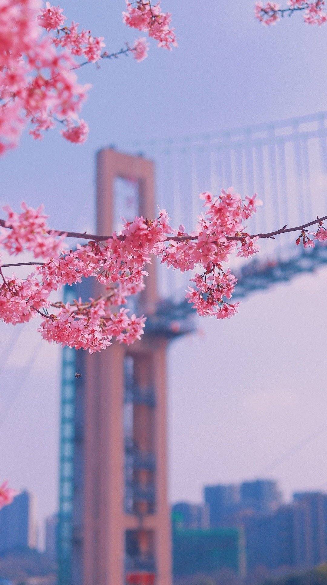 屏幕壁纸花朵教程视频壁纸预览