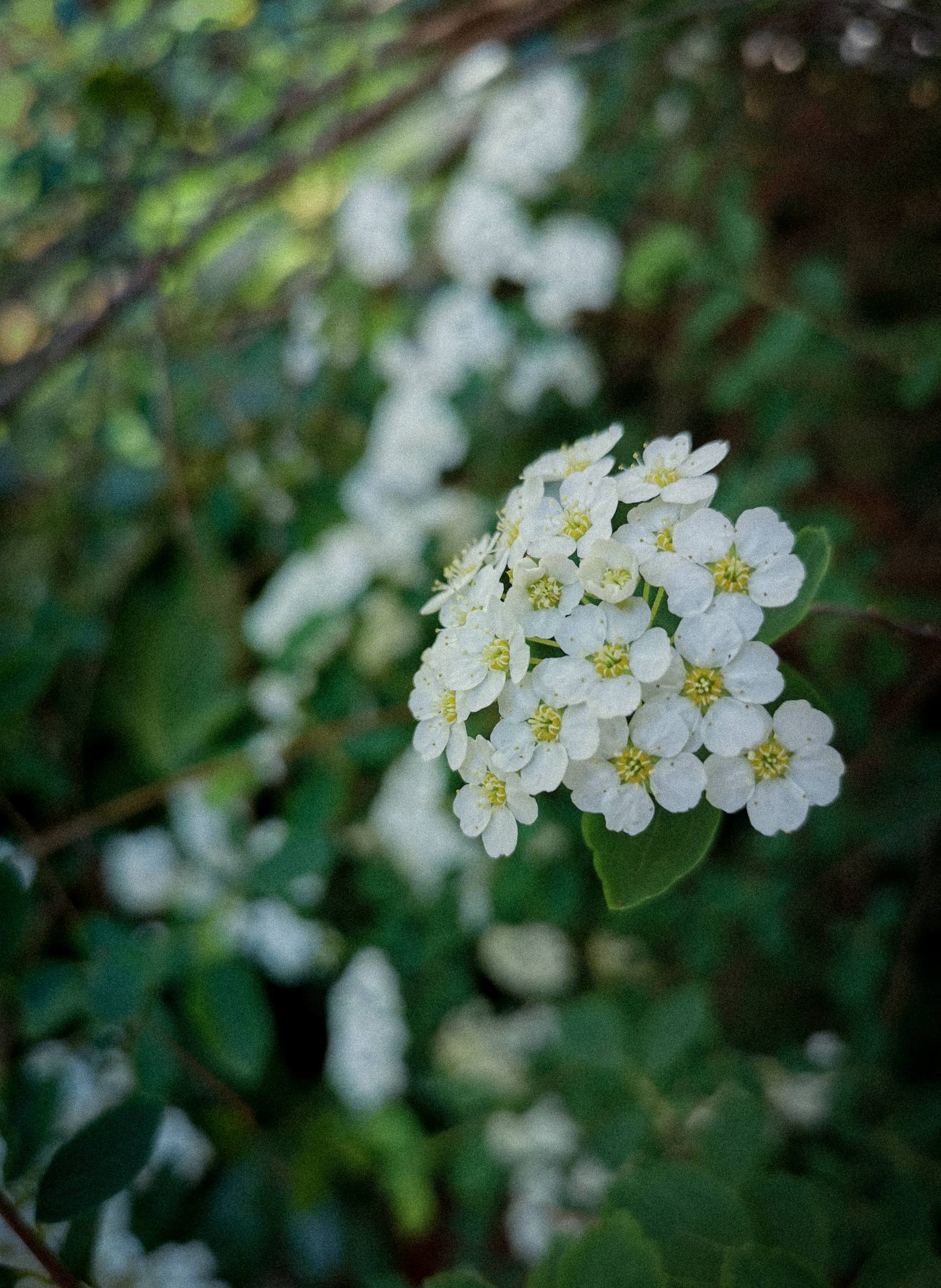 山茶花朵动态壁纸壁纸预览