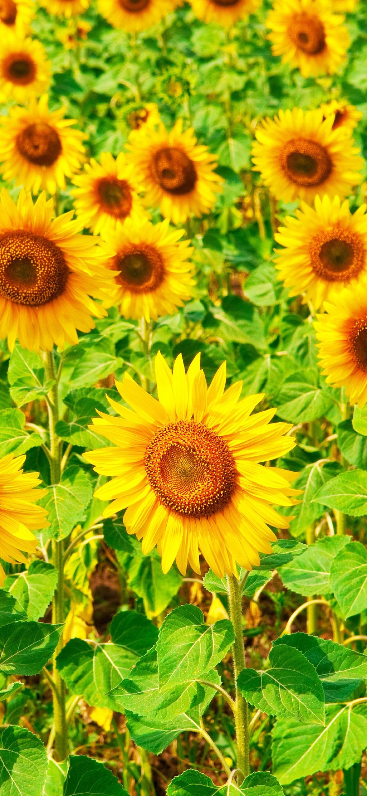 平板壁纸手绘花朵壁纸预览