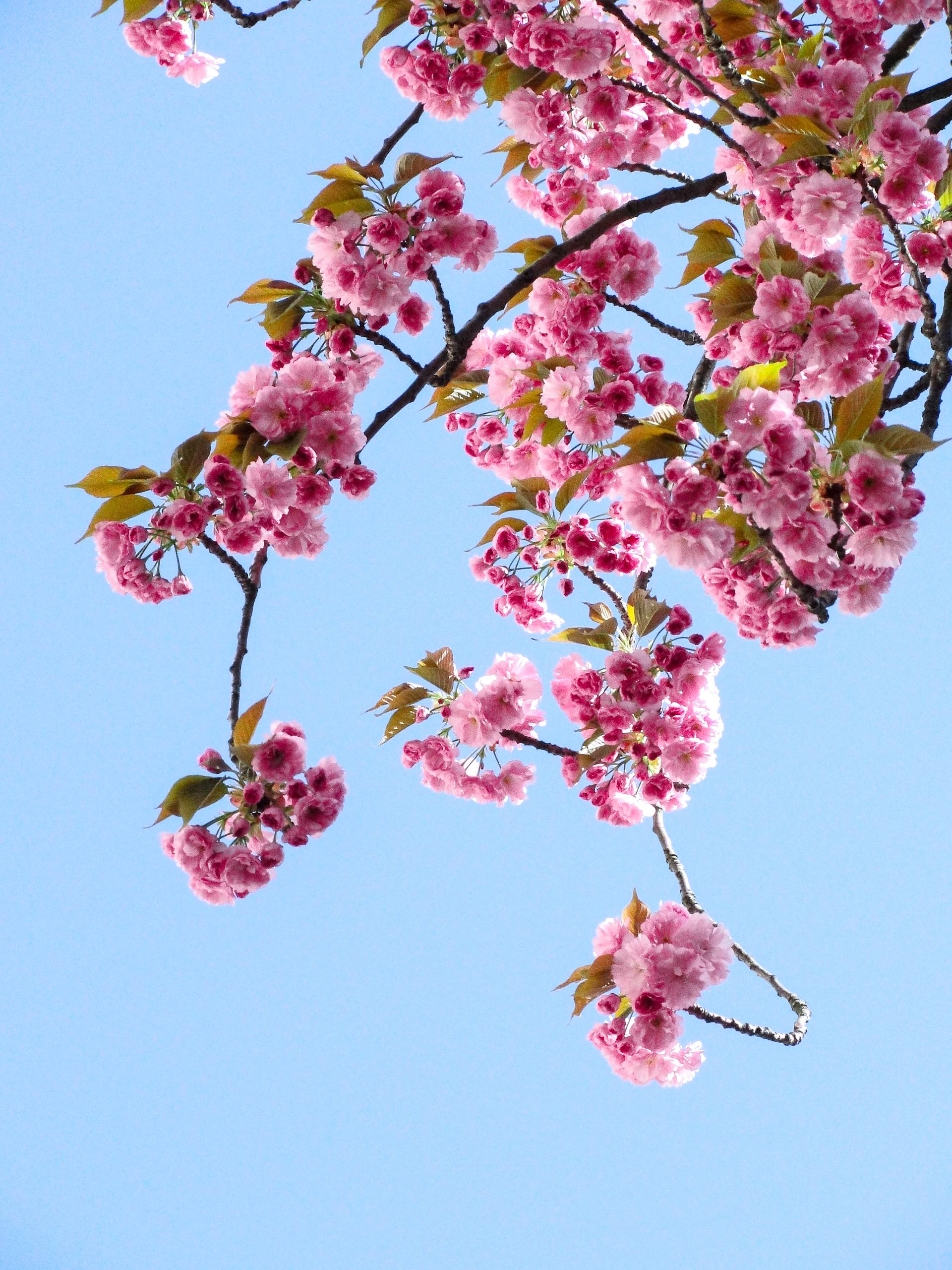 平板壁纸风景花朵壁纸预览