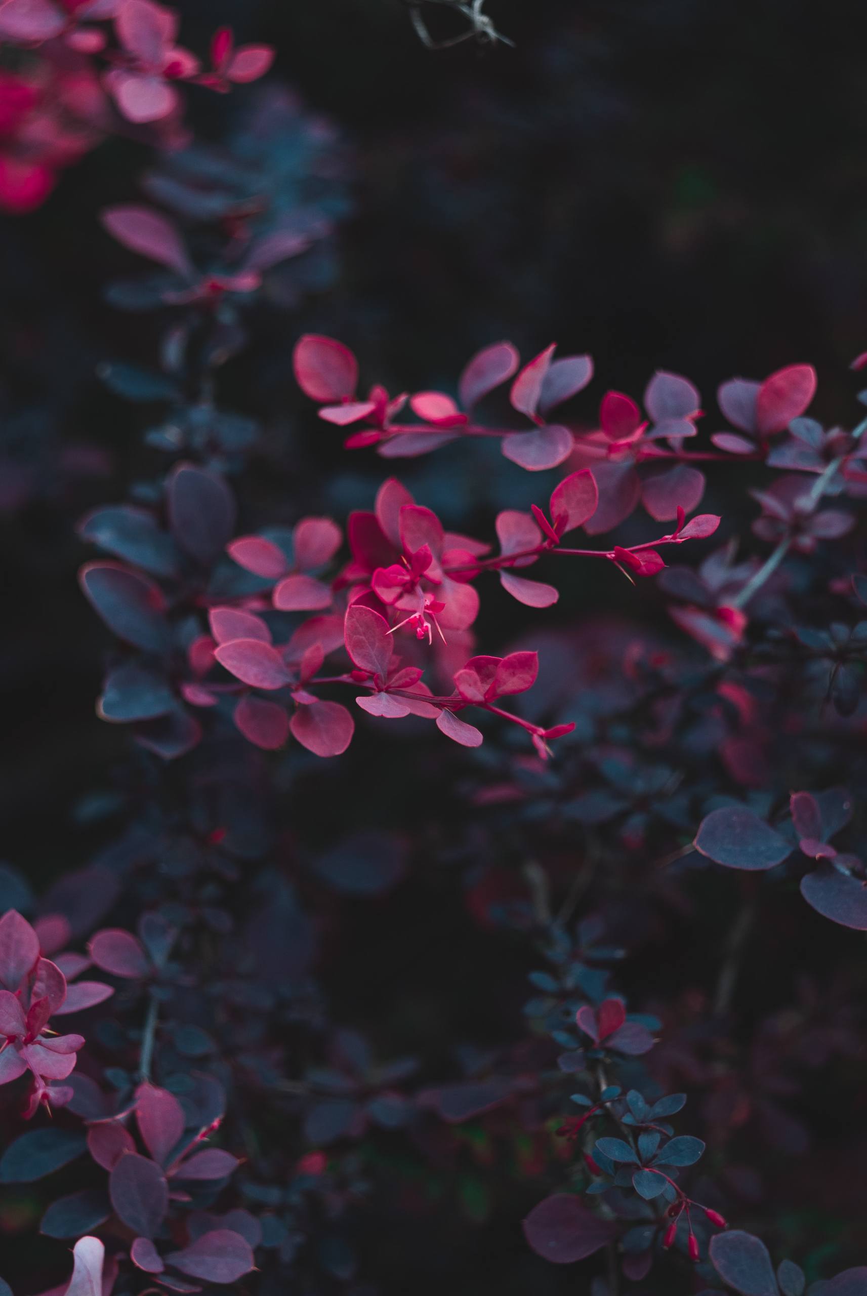 平板壁纸黄色花朵壁纸预览