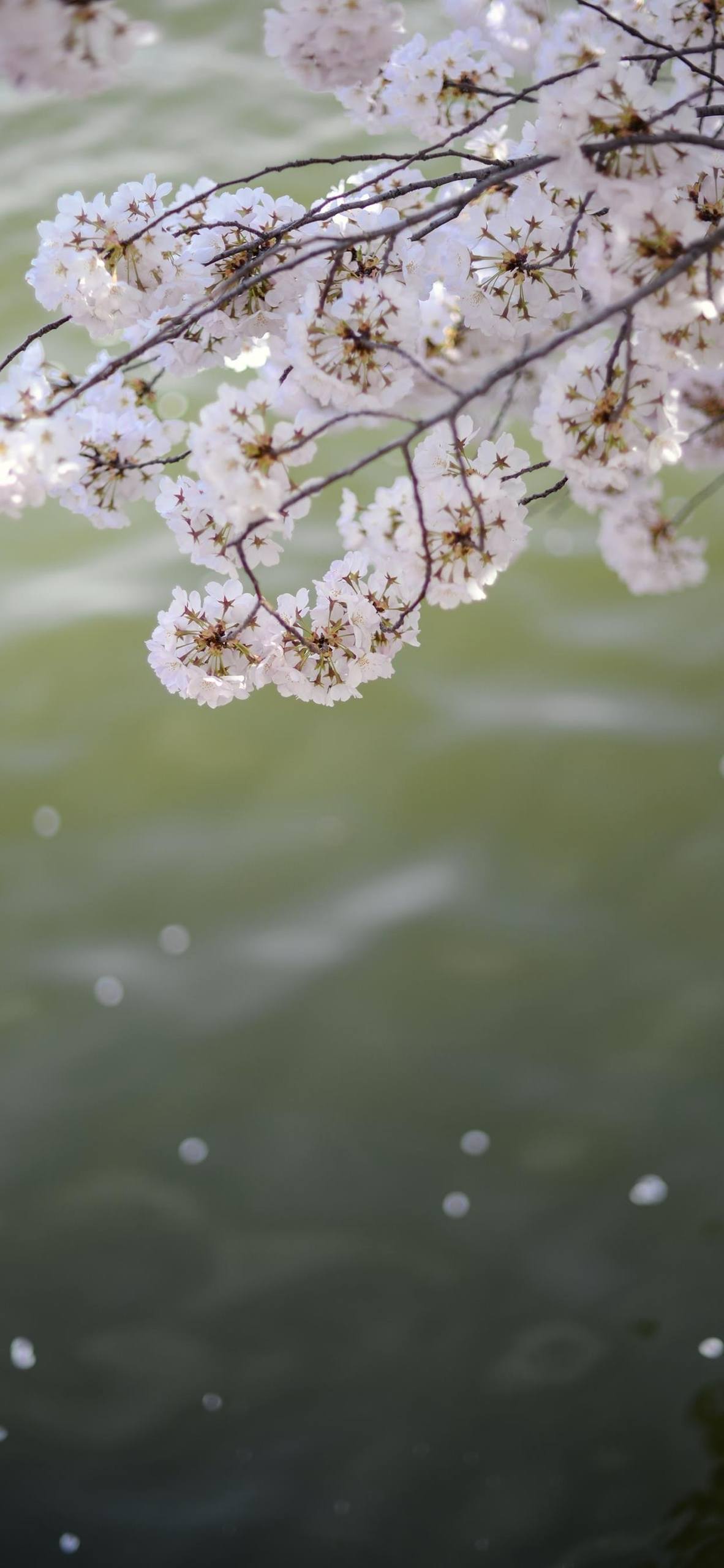 彩绘花朵的壁纸高清壁纸预览