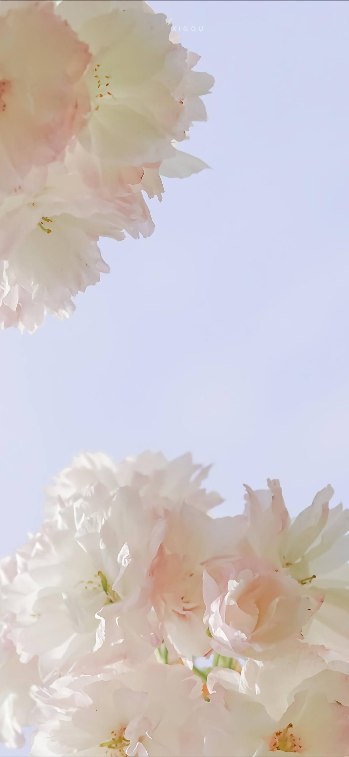 彩色花朵壁纸背景高清壁纸预览