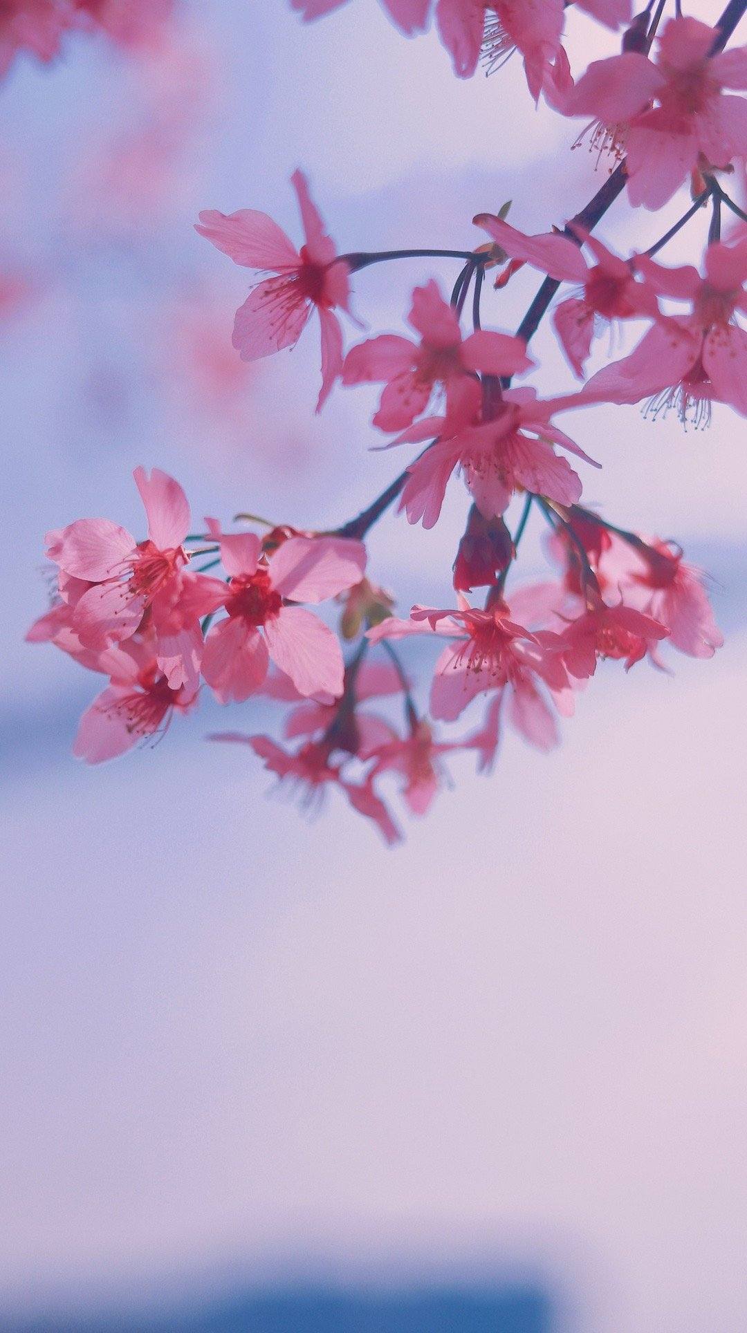 很好看的花朵壁纸壁纸预览