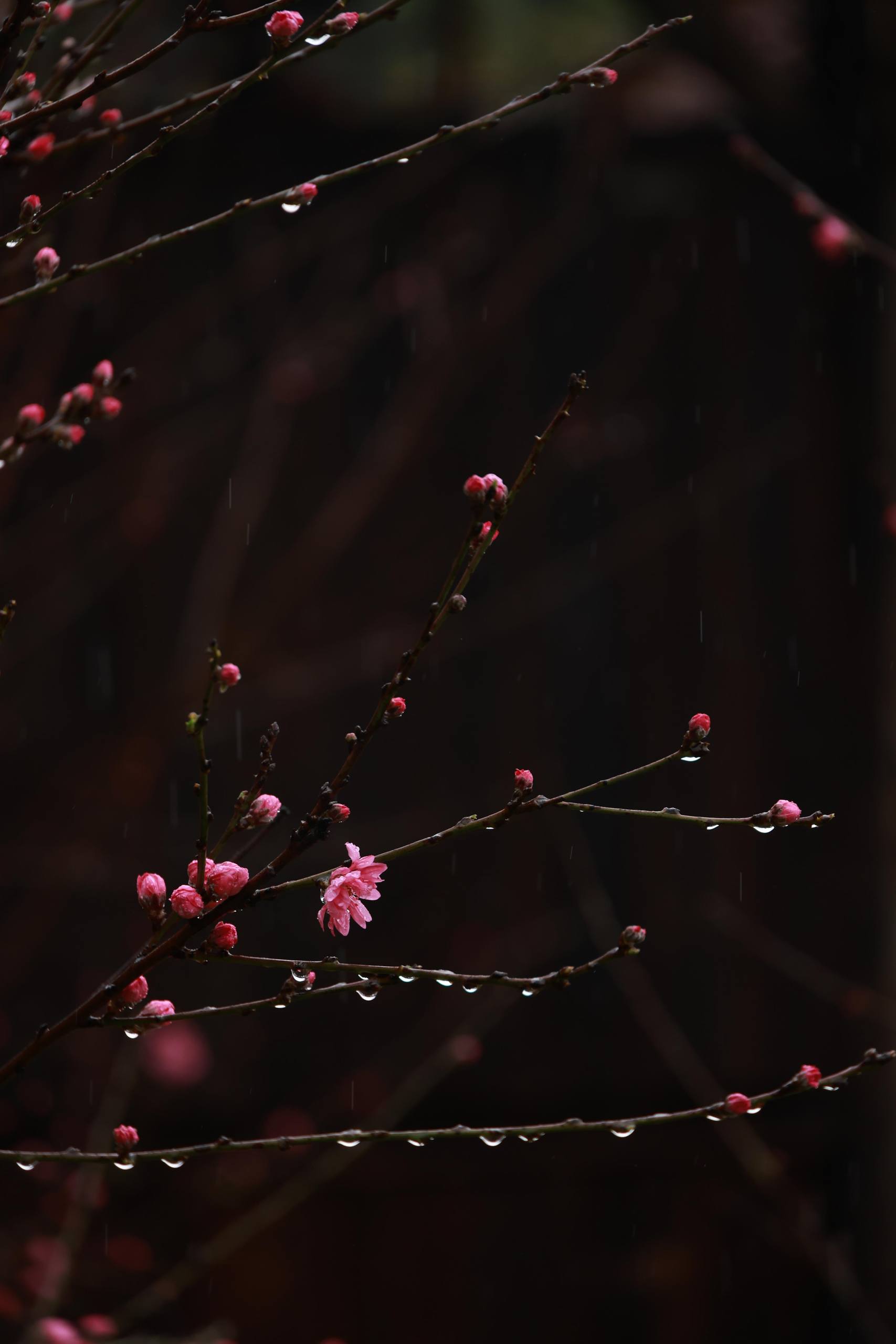 微信背景壁纸图案花朵女壁纸预览