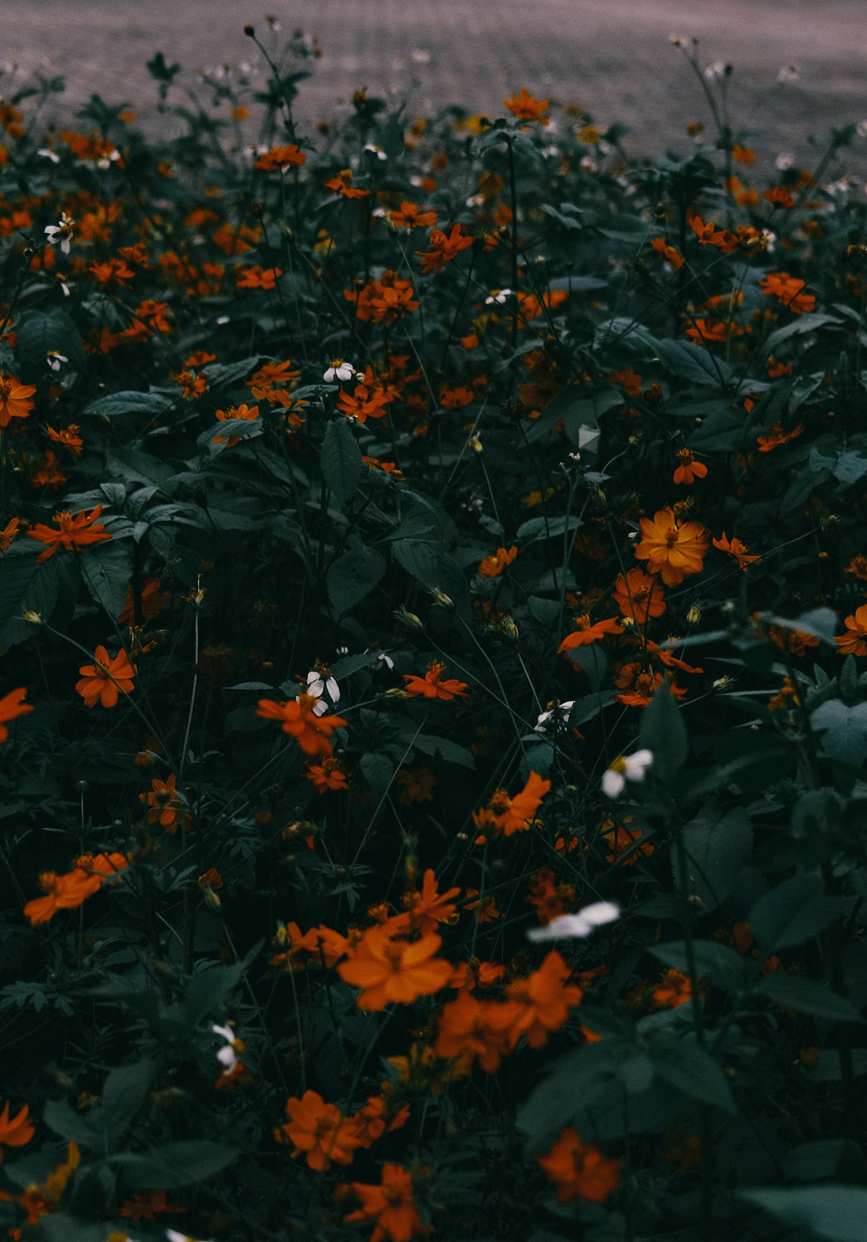 微信花朵壁纸背景图壁纸预览