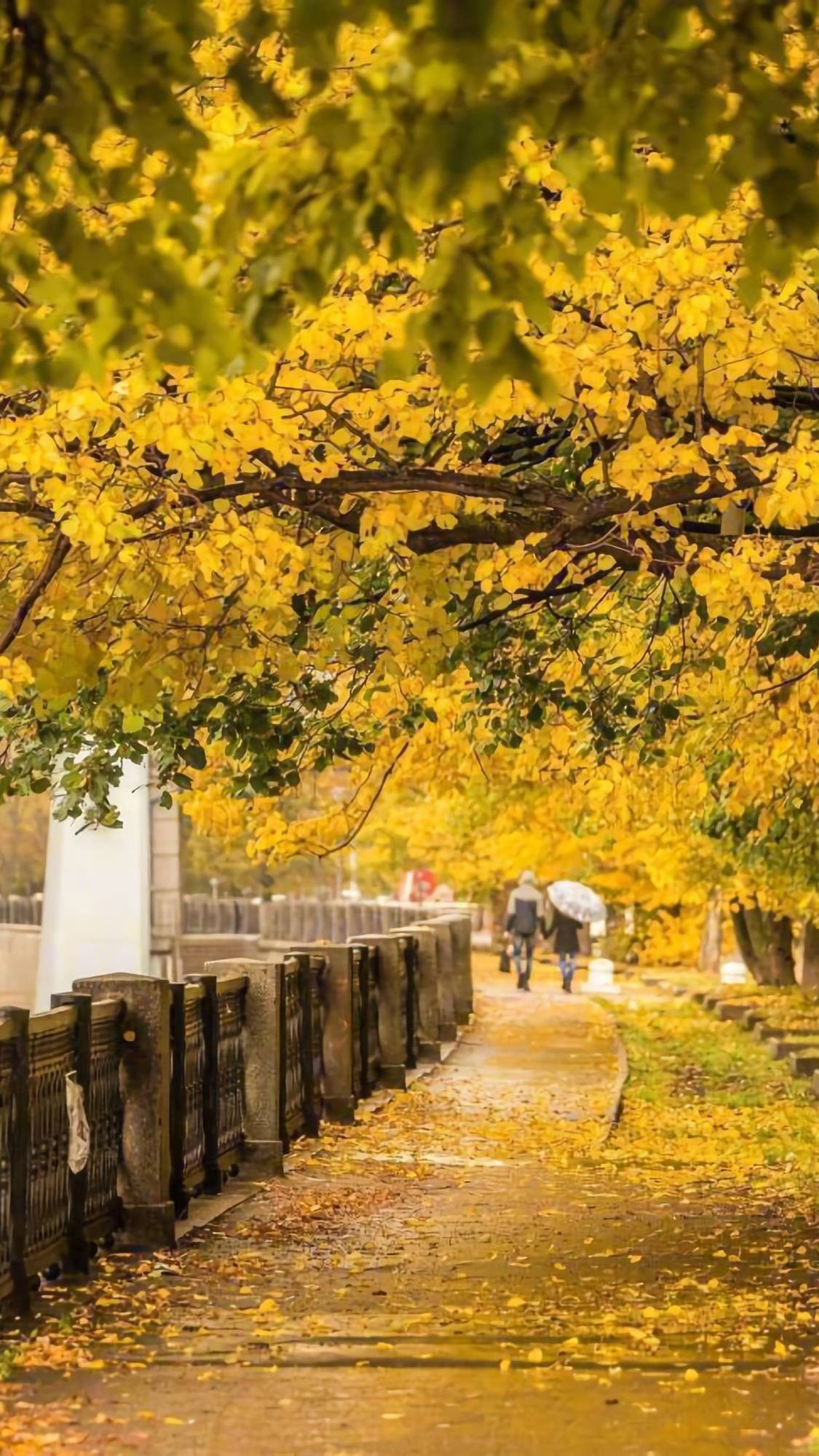 忧郁花朵壁纸动漫高清壁纸预览