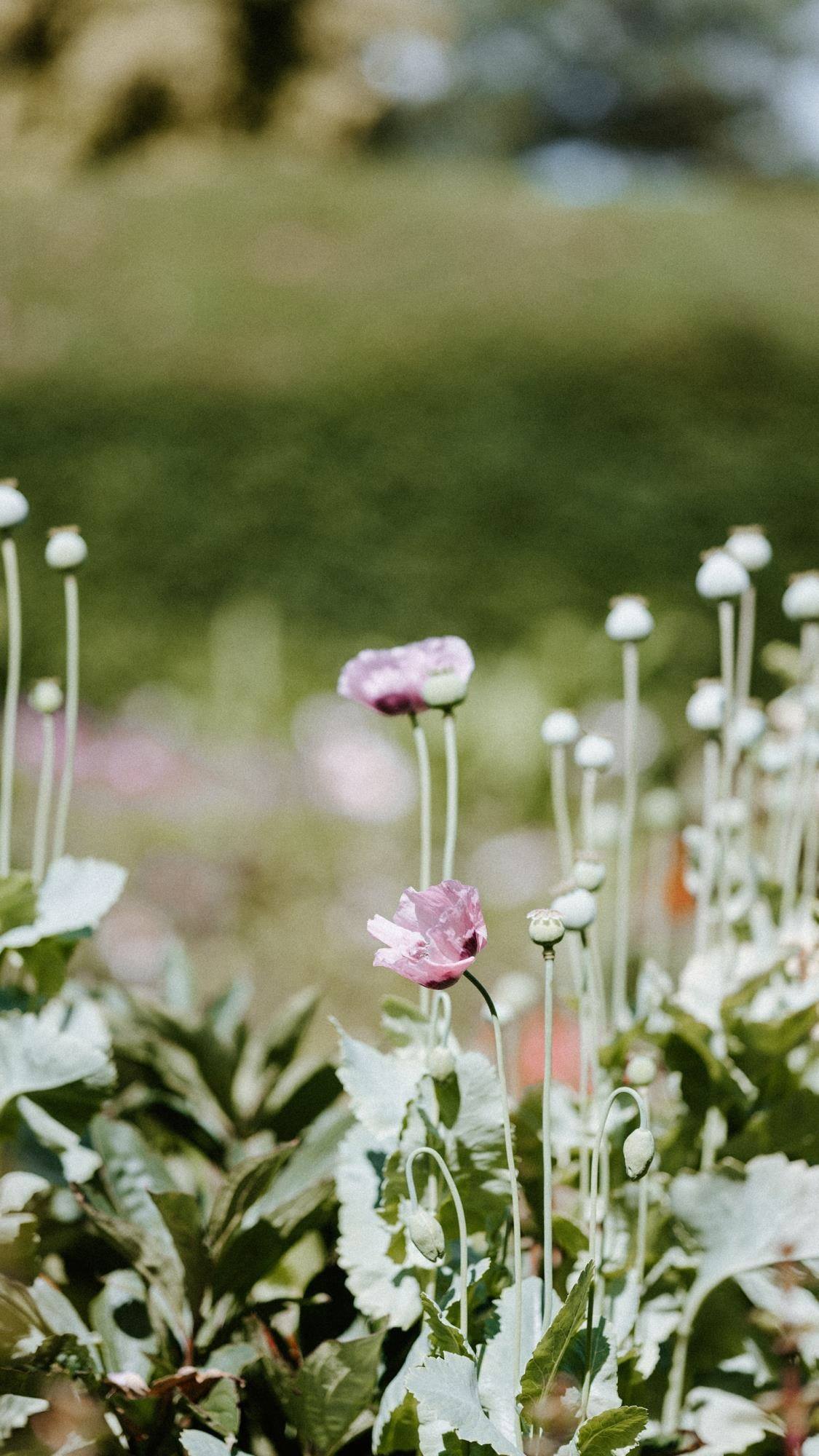 怎么做花朵壁纸高级一点壁纸预览