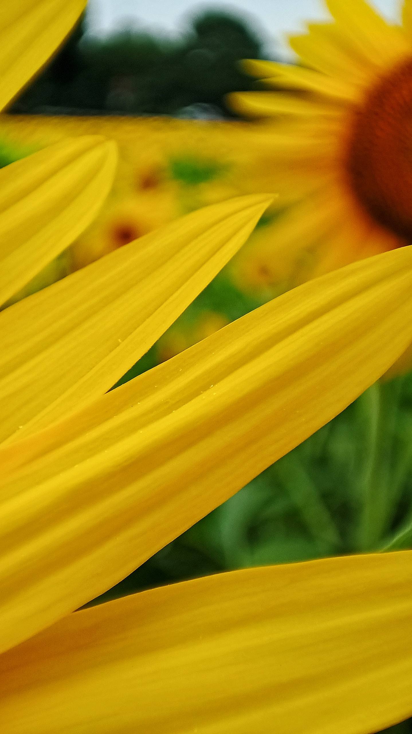 怎么折花朵壁纸手绘人物壁纸预览