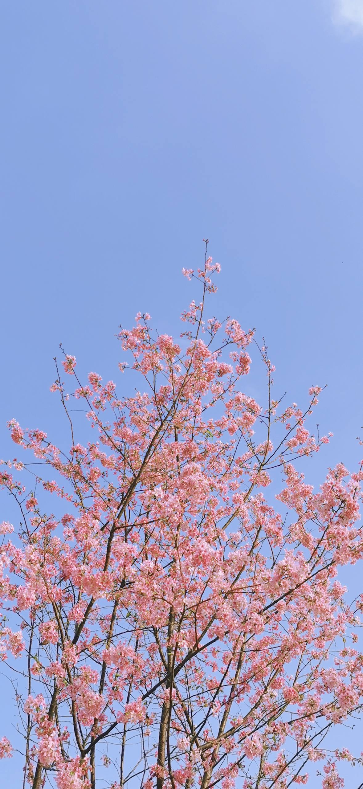 思念的花朵壁纸油画壁纸预览