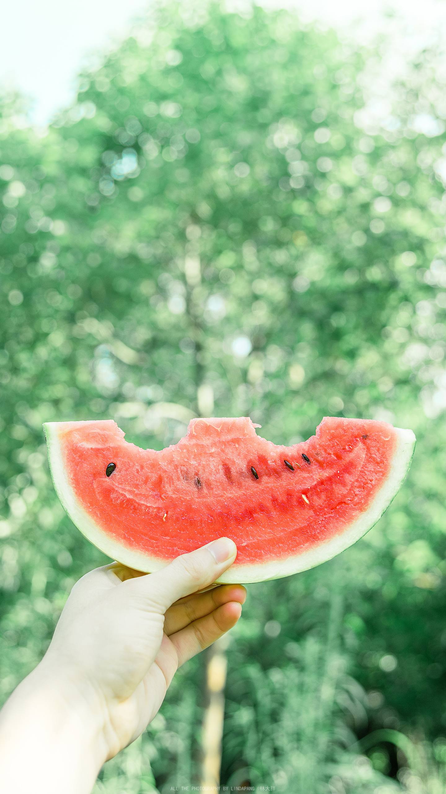 感情花朵手机壁纸壁纸预览