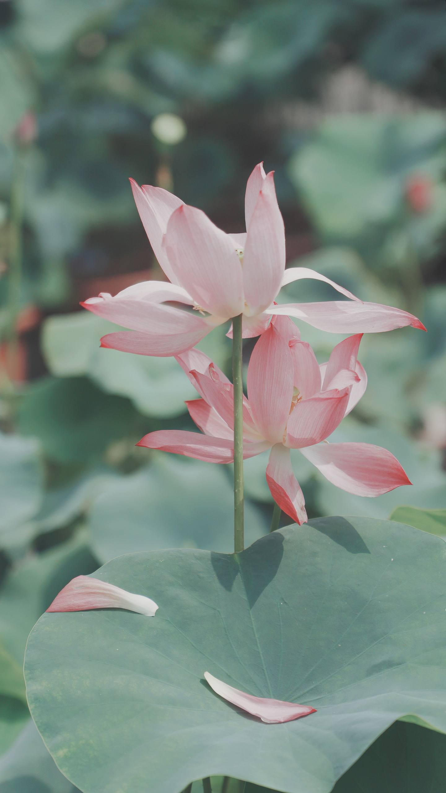 所有旋转花朵图片高清壁纸壁纸预览